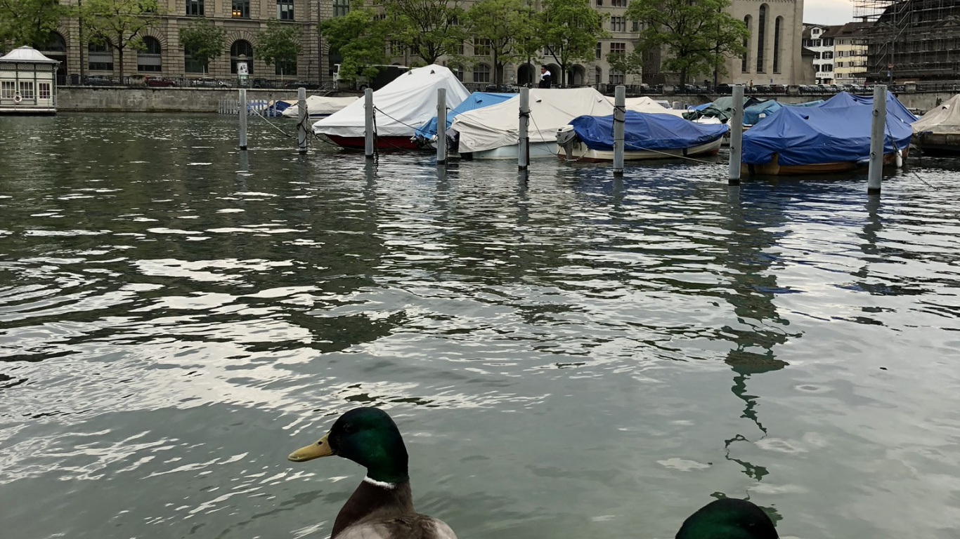 Обои мошенник, Дикая утка, утка, вода, водоплавающие птицы в разрешении 1366x768