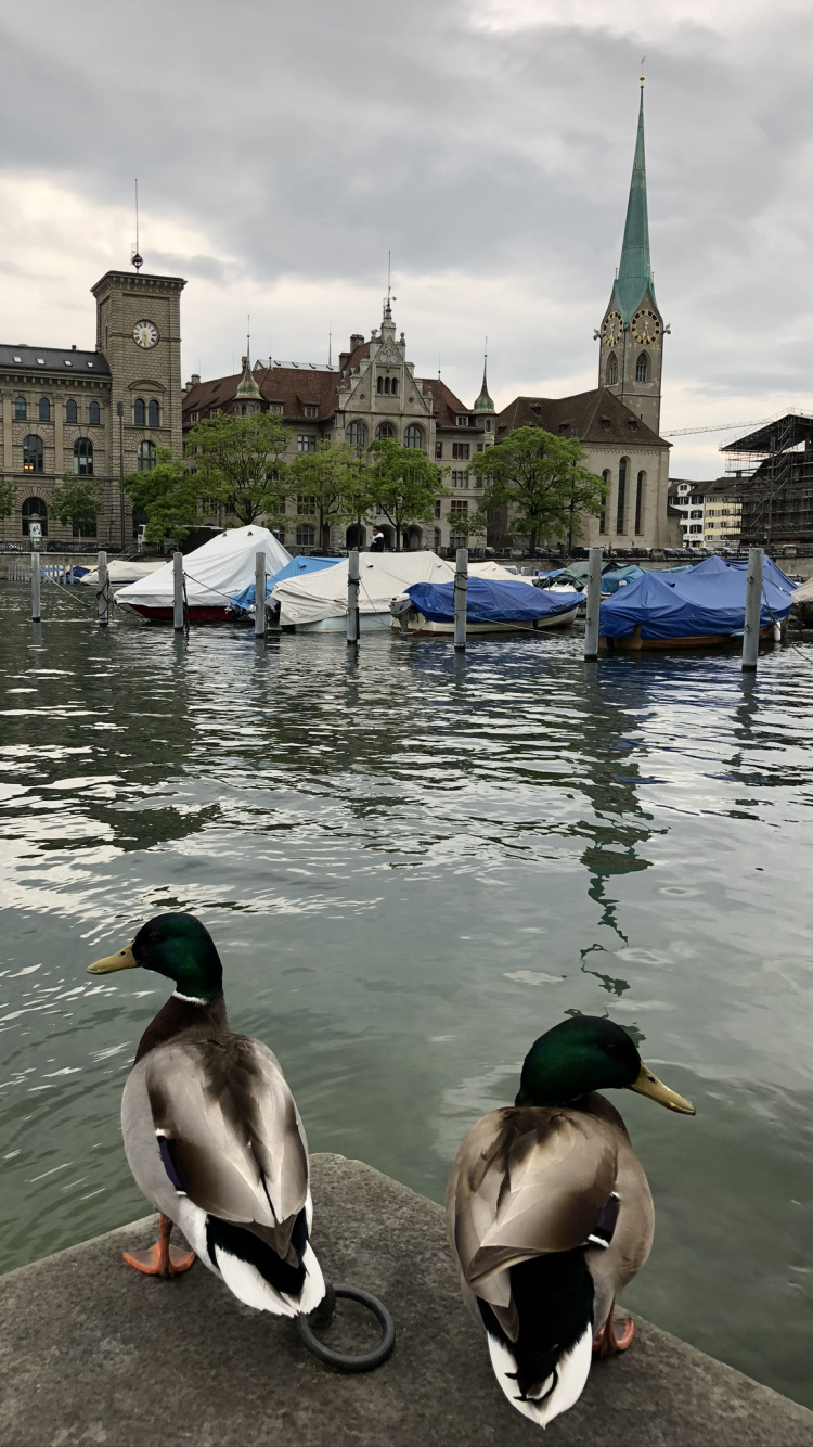 Обои мошенник, Дикая утка, утка, вода, водоплавающие птицы в разрешении 750x1334