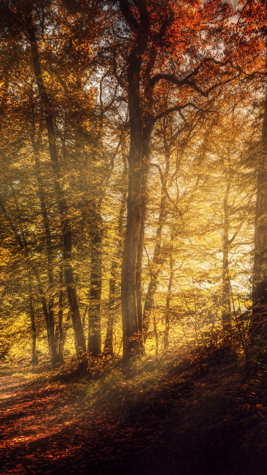 Обои дерево, природа, природный ландшафт, лес, солнечный свет в разрешении 1080x1920