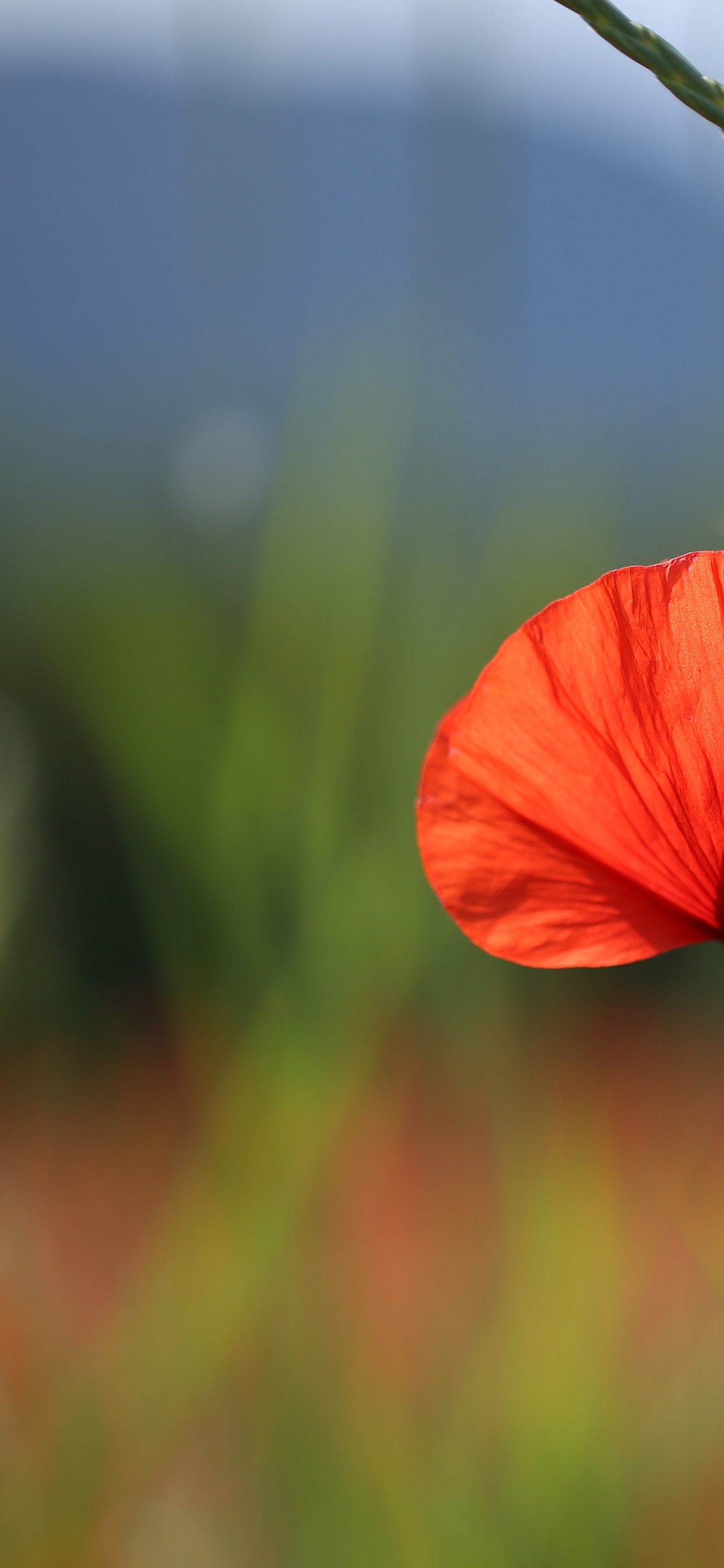 Обои кукуруза мака, коклико, лепесток, Мак, Информация в разрешении 1242x2688