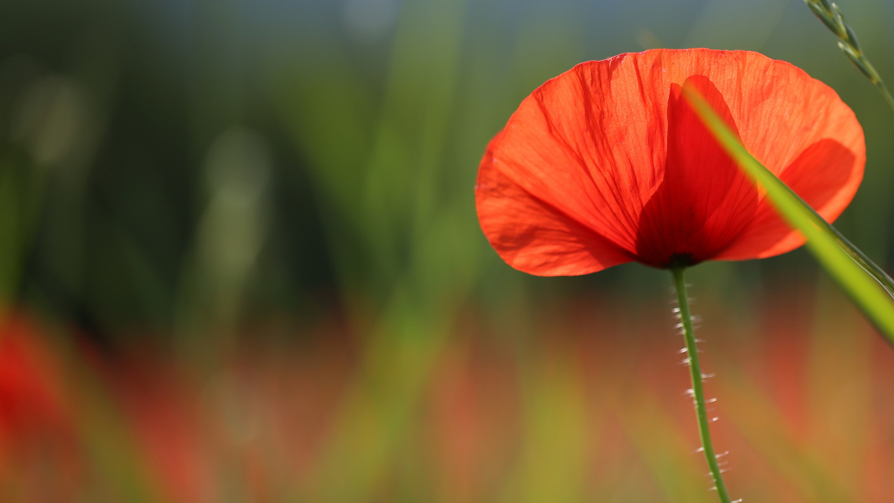 Обои кукуруза мака, коклико, лепесток, Мак, Информация в разрешении 1280x720