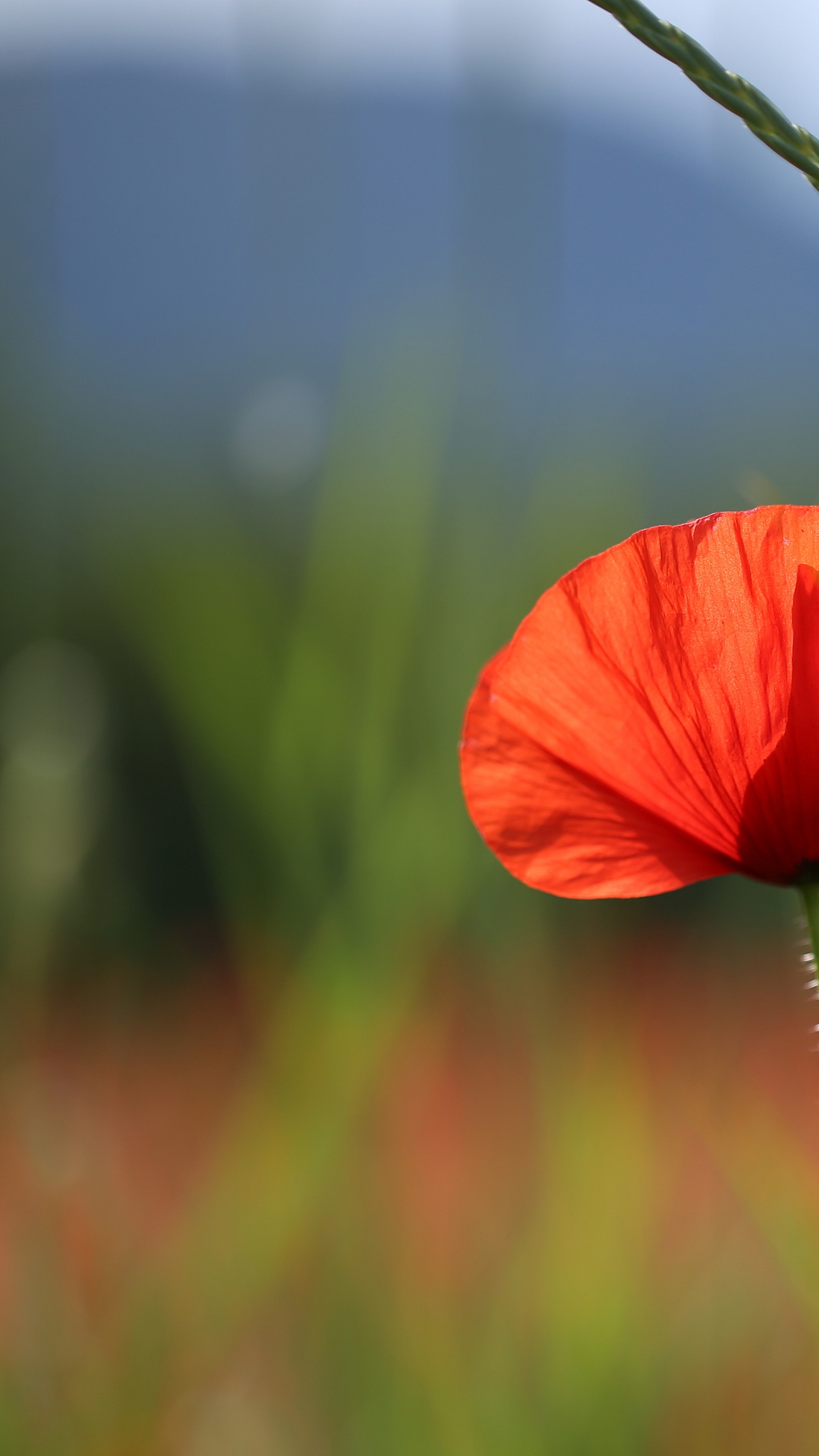 Обои кукуруза мака, коклико, лепесток, Мак, Информация в разрешении 1440x2560