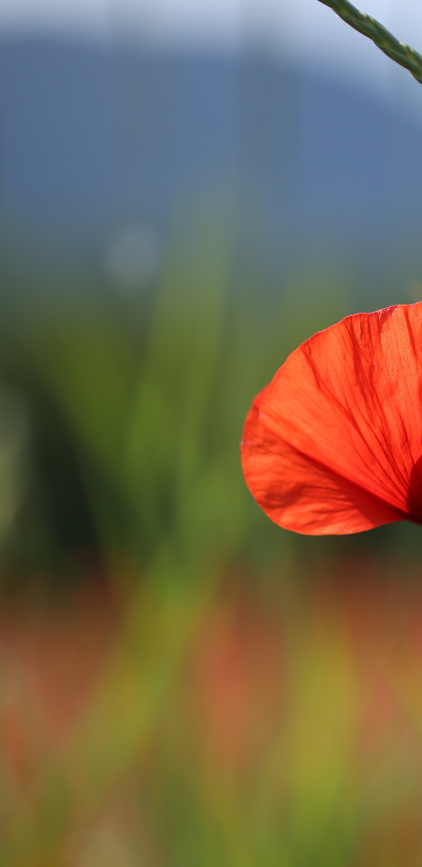 Обои кукуруза мака, коклико, лепесток, Мак, Информация в разрешении 1440x2960