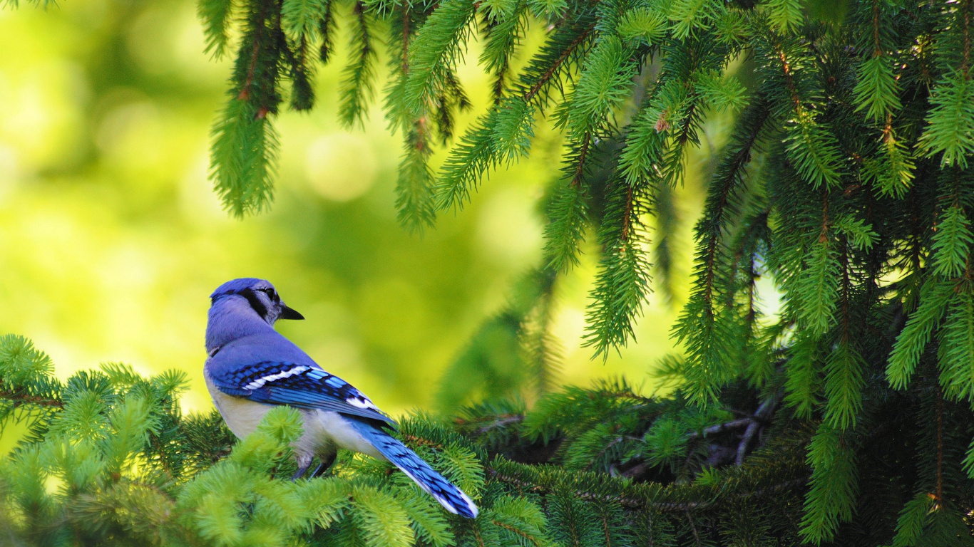 Обои сойка, птица, растительность, дерево, клюв в разрешении 1366x768