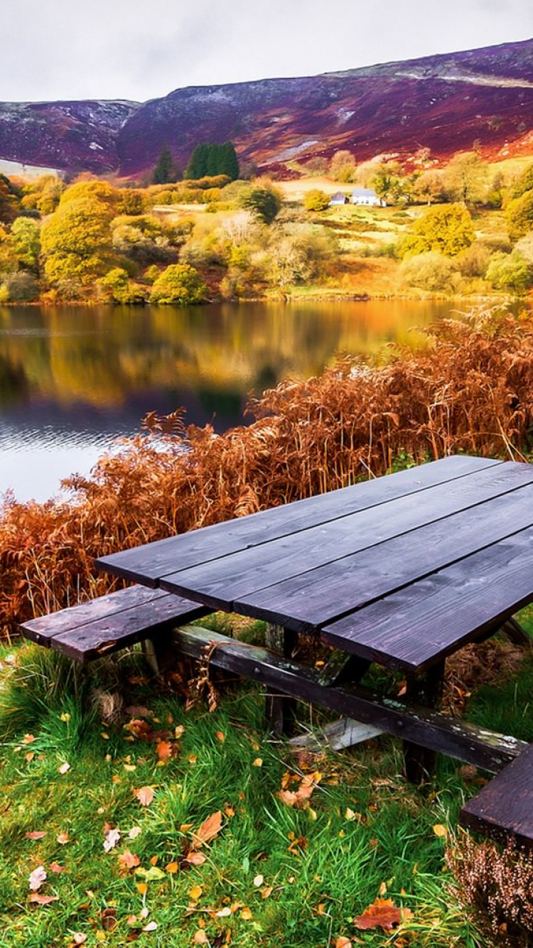 Обои таблица, природа, лист, осень, дикая местность в разрешении 750x1334