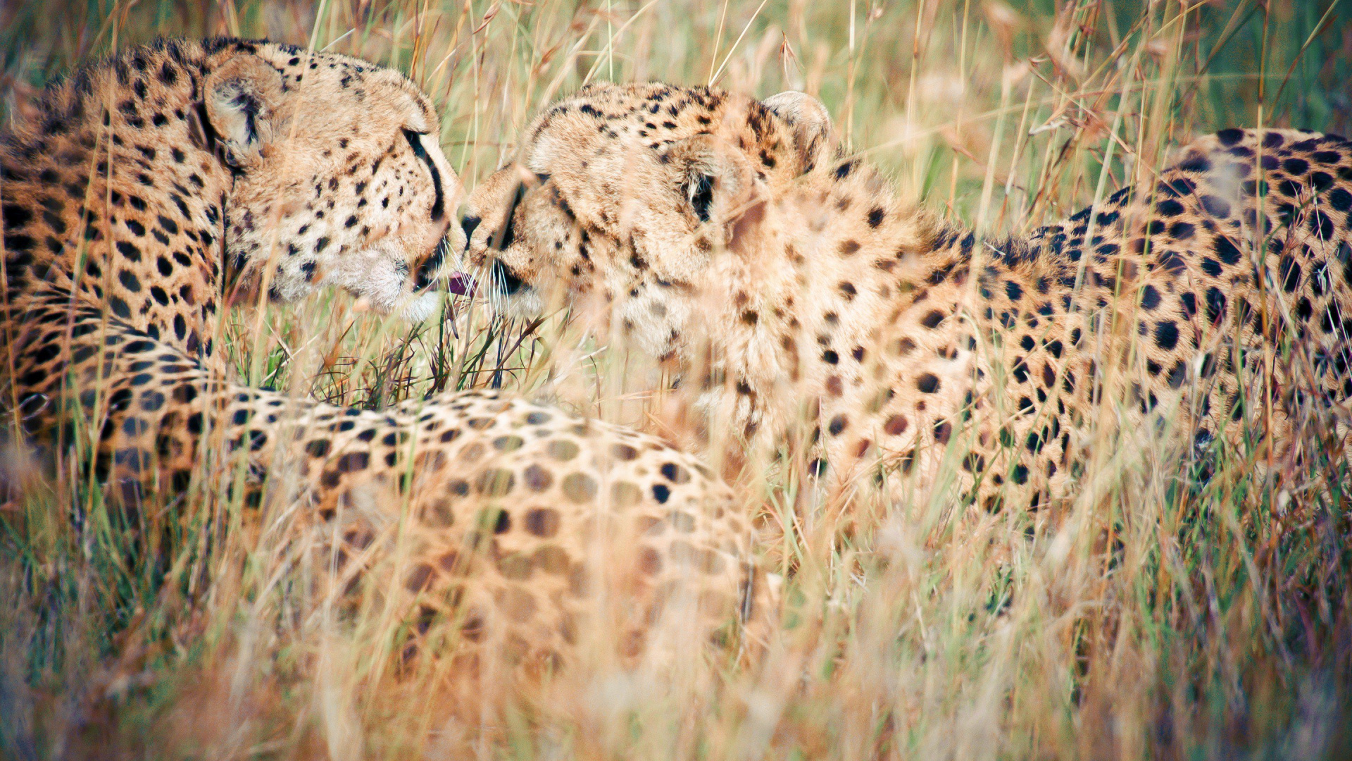 Обои наземные животные, живая природа, Леопард, Гепард, кошачьих в разрешении 1920x1080