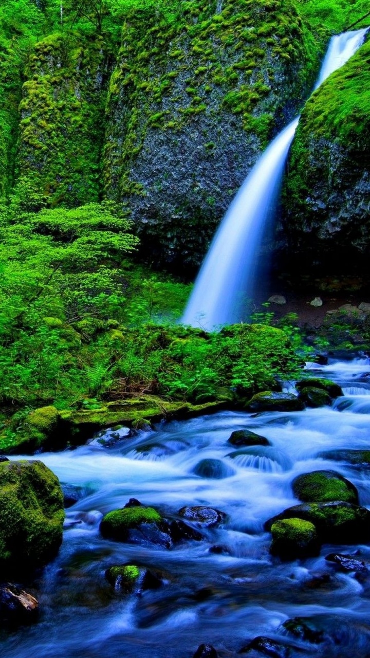 Обои амазонской сельвы, тропические леса, тропический лес, водоем, природа в разрешении 720x1280