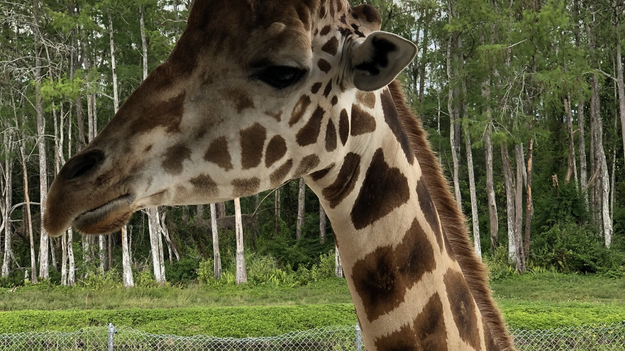 Обои Жираф, наземные животные, Саванна, природа, растительность в разрешении 1280x720