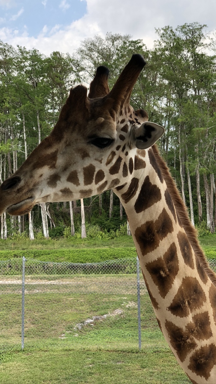 Обои Жираф, наземные животные, Саванна, природа, растительность в разрешении 720x1280