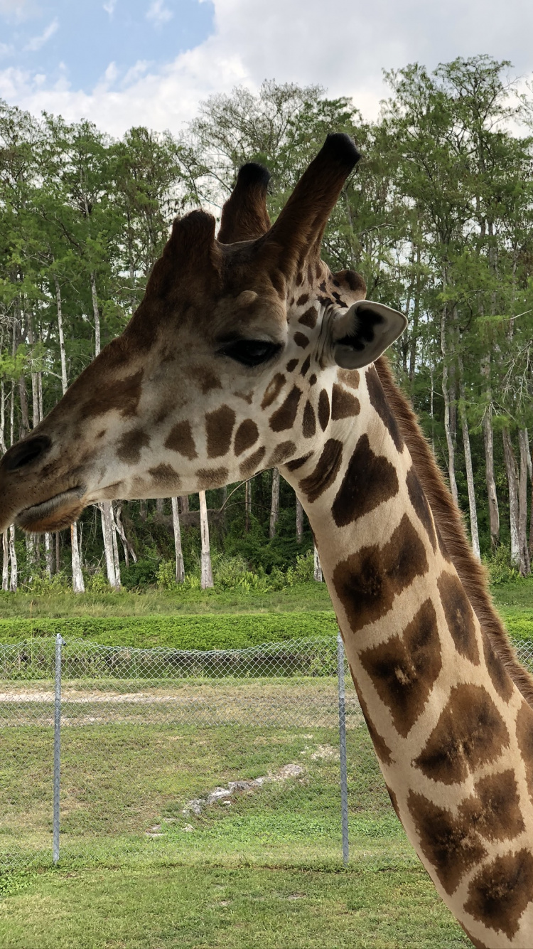 Обои Жираф, наземные животные, Саванна, природа, растительность в разрешении 750x1334