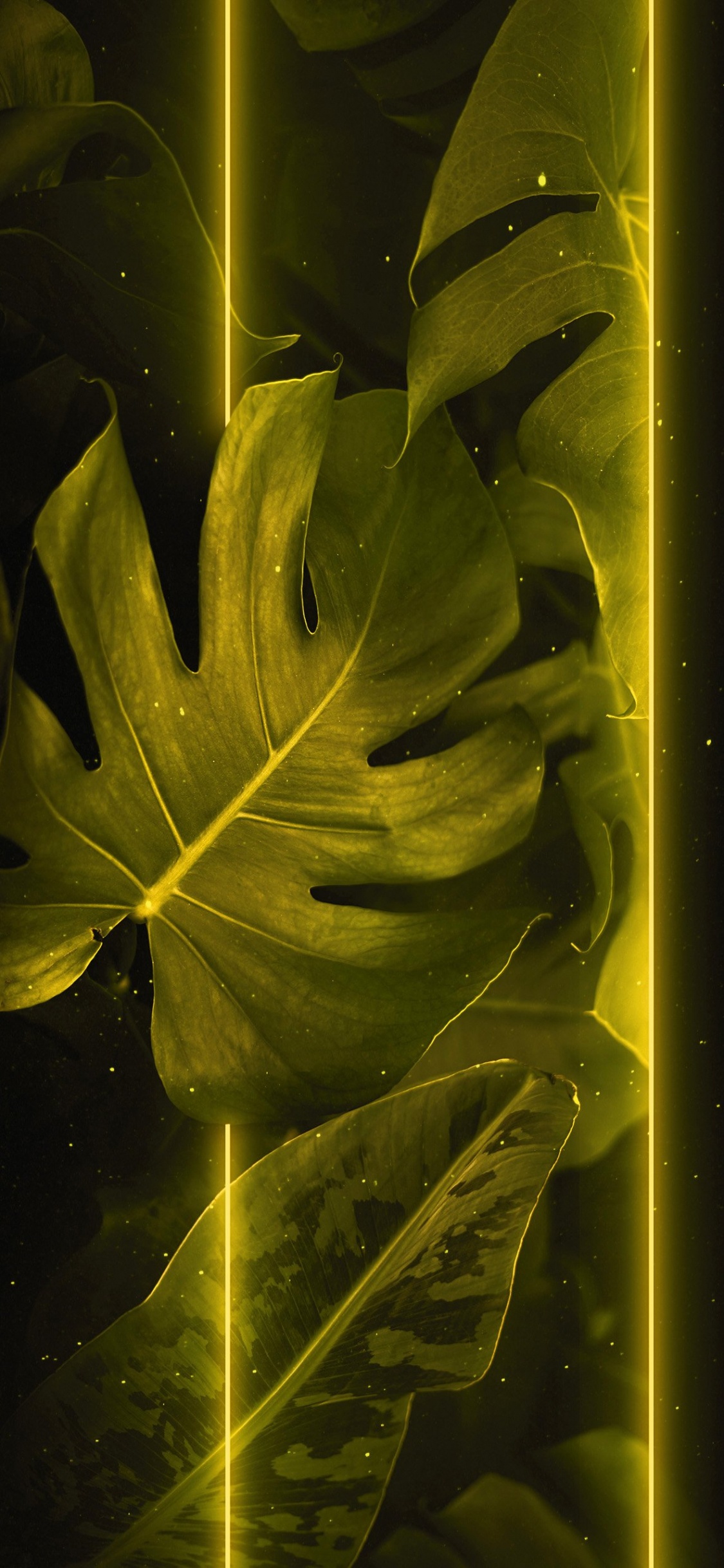 Обои лист, растение, ветвь, наземное растение, прут в разрешении 1125x2436