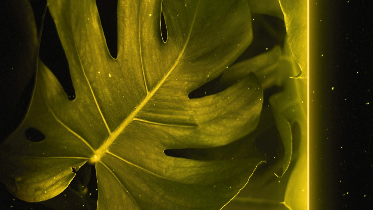 Обои лист, растение, ветвь, наземное растение, прут в разрешении 1280x720