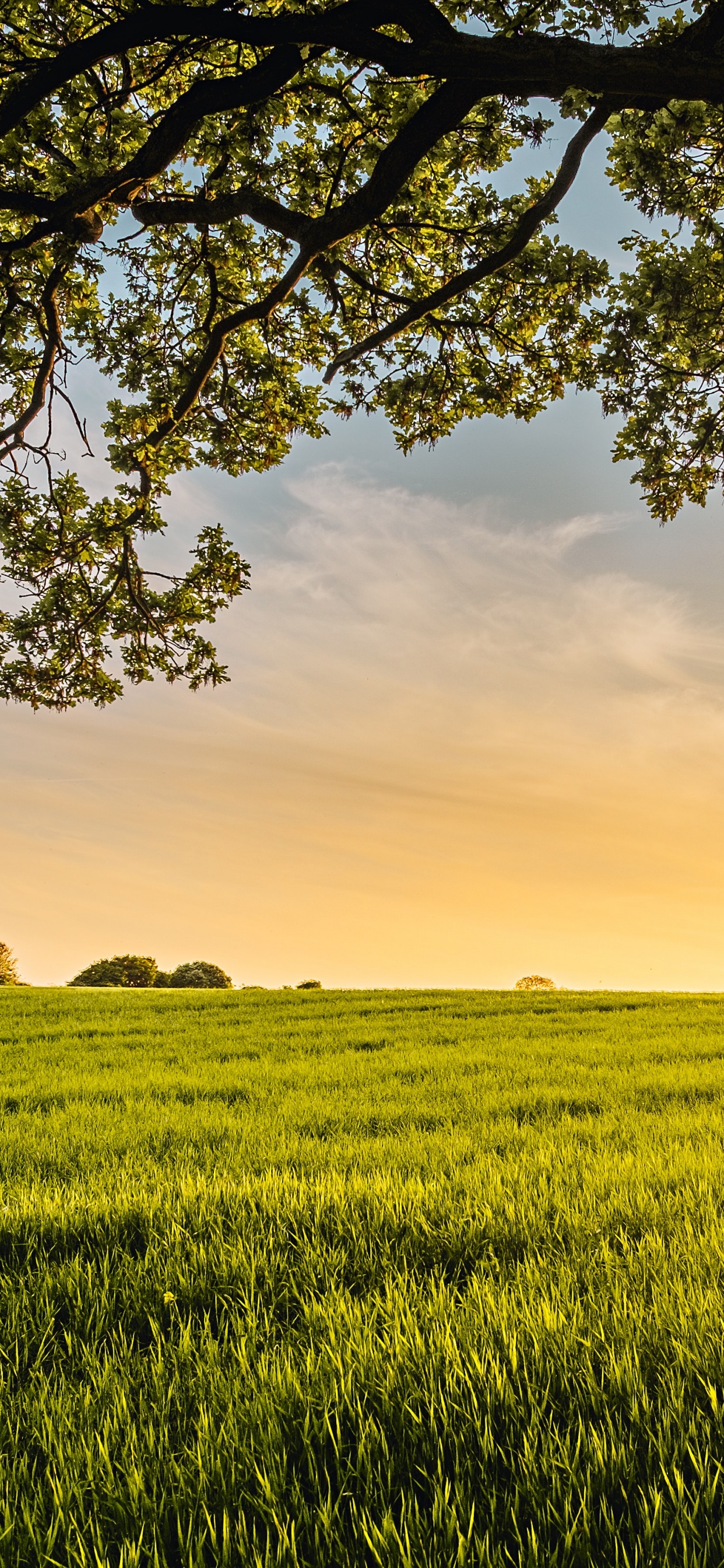 Обои источник всего моего добра, зеленый уголь, облако, растение, экорегион в разрешении 1242x2688