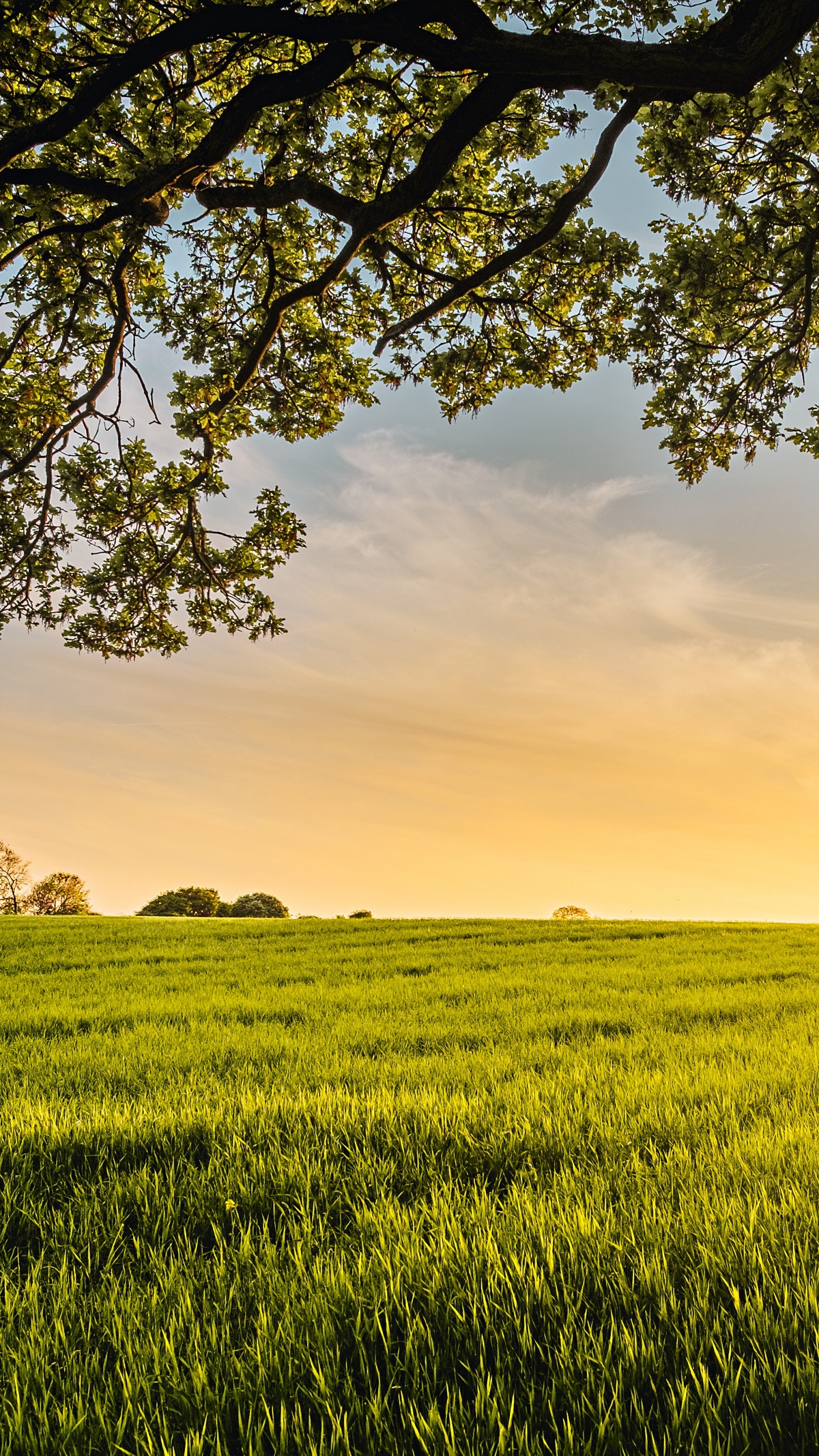 Обои источник всего моего добра, зеленый уголь, облако, растение, экорегион в разрешении 1440x2560
