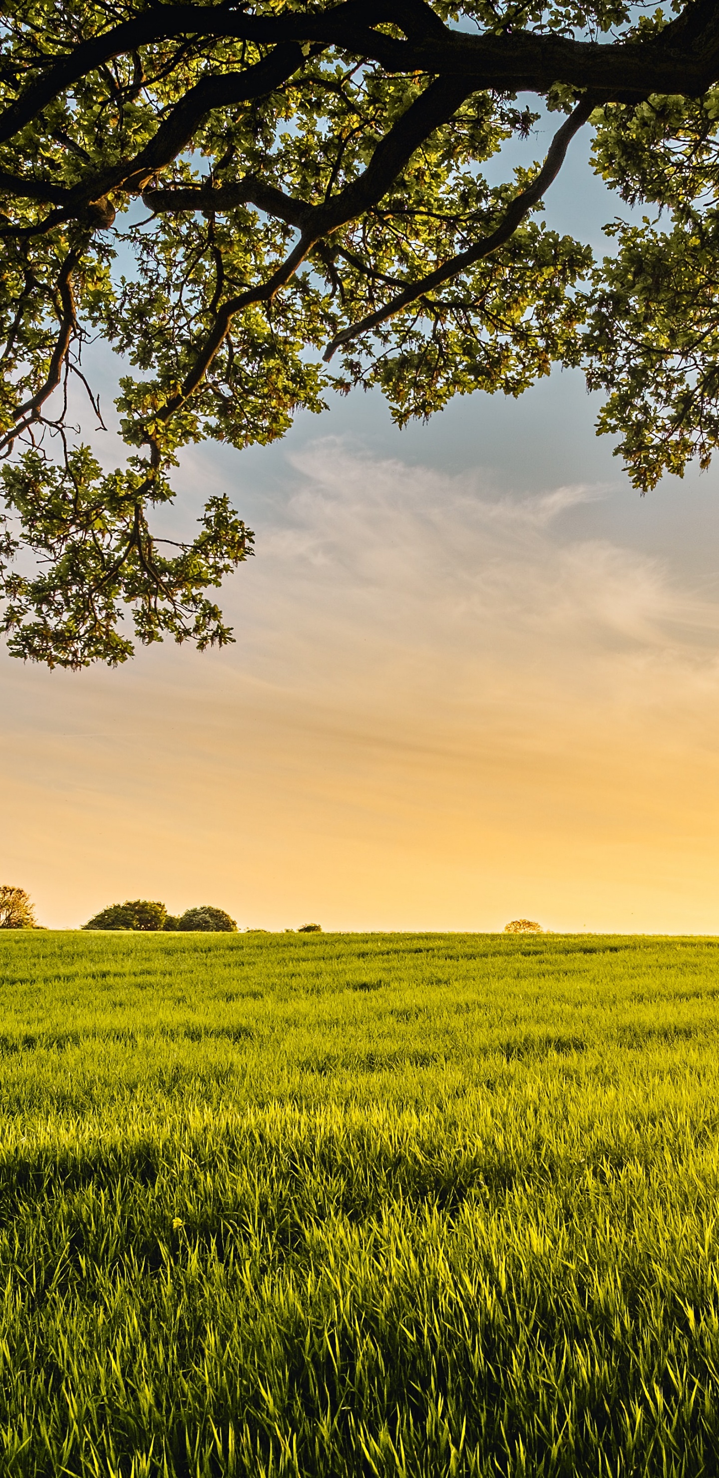 Обои источник всего моего добра, зеленый уголь, облако, растение, экорегион в разрешении 1440x2960