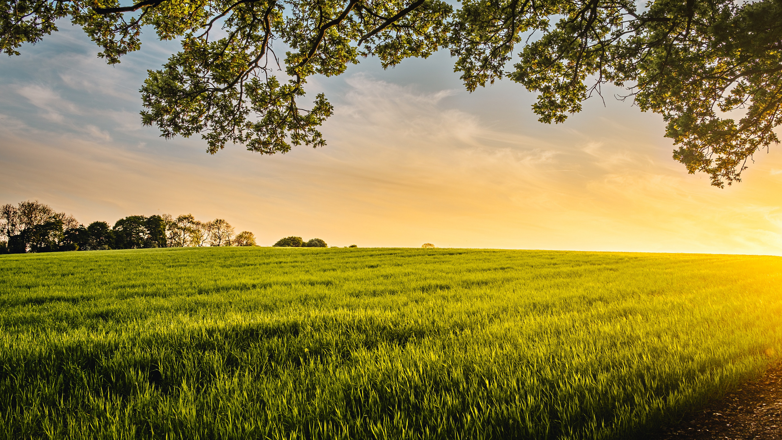 Обои источник всего моего добра, зеленый уголь, облако, растение, экорегион в разрешении 2560x1440