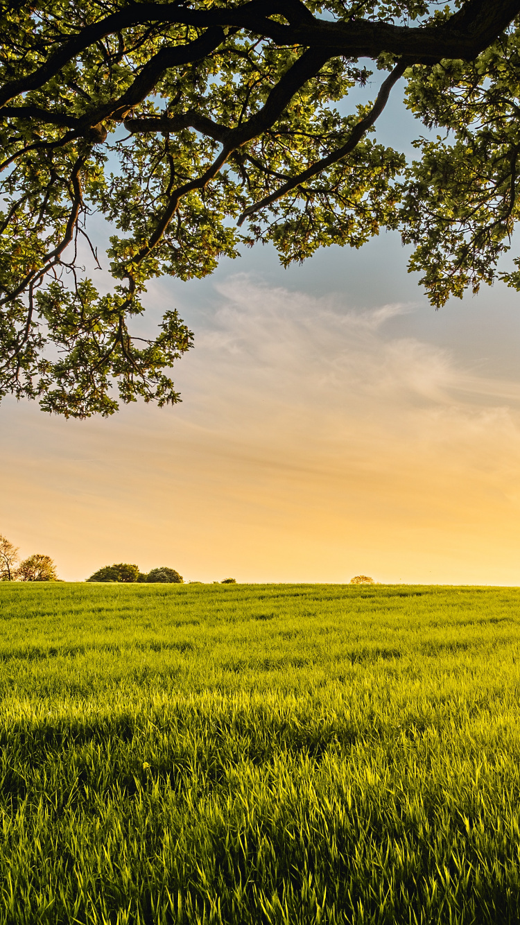 Обои источник всего моего добра, зеленый уголь, облако, растение, экорегион в разрешении 750x1334