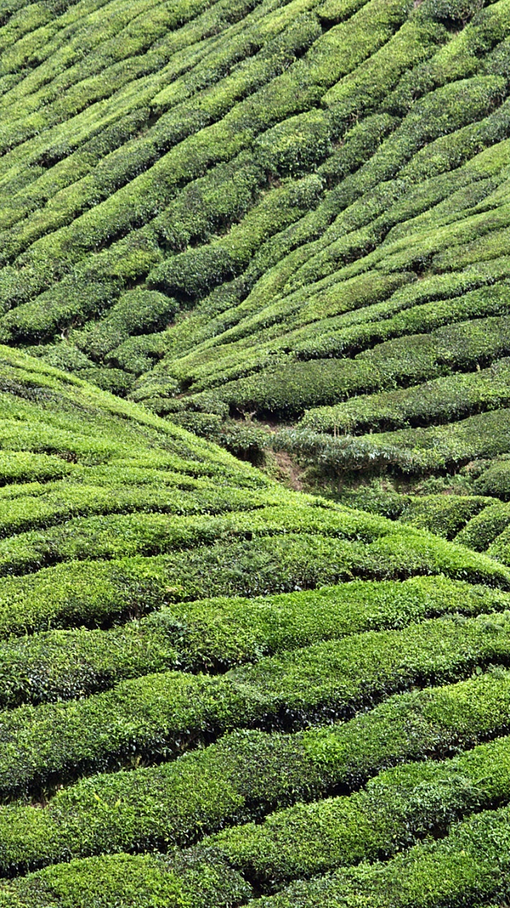 Обои плантация, растительность, чайное растение, нагорье, Чай Дарджилинг в разрешении 720x1280