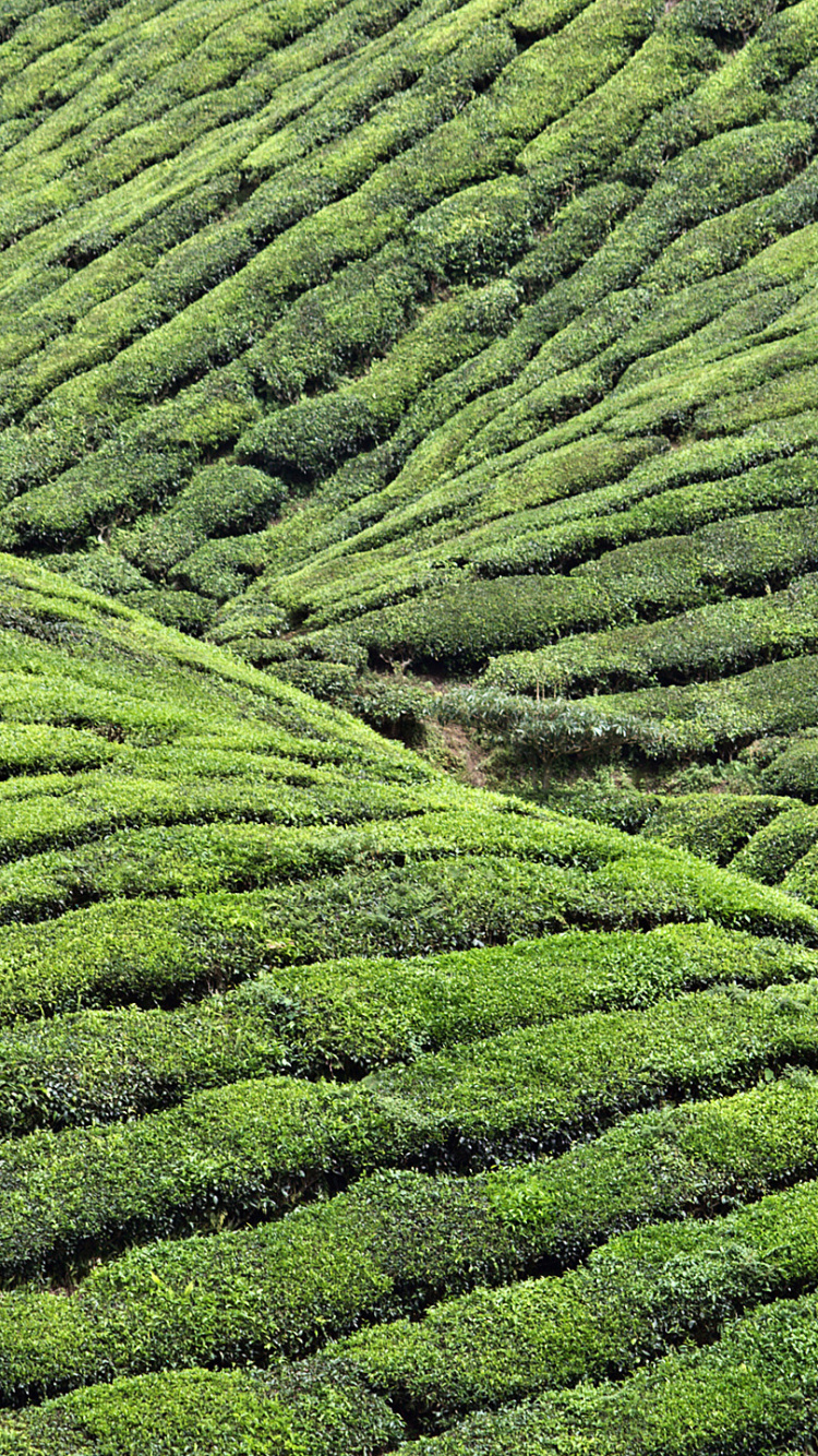 Обои плантация, растительность, чайное растение, нагорье, Чай Дарджилинг в разрешении 750x1334