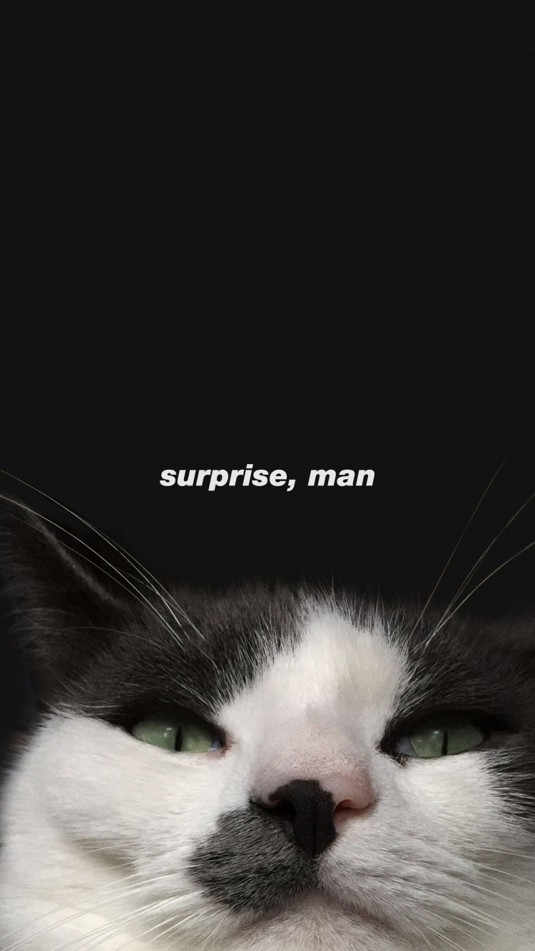 Обои кот, кошачьих, кошки малого и среднего размера, бакенбарды, морда в разрешении 750x1334