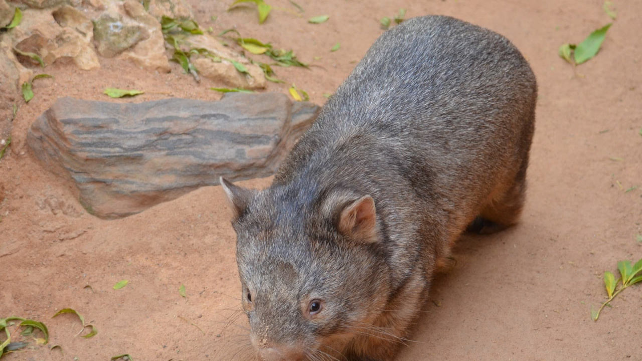 Обои вомбат, сумчатое животное, наземные животные, пекари, морда в разрешении 1280x720