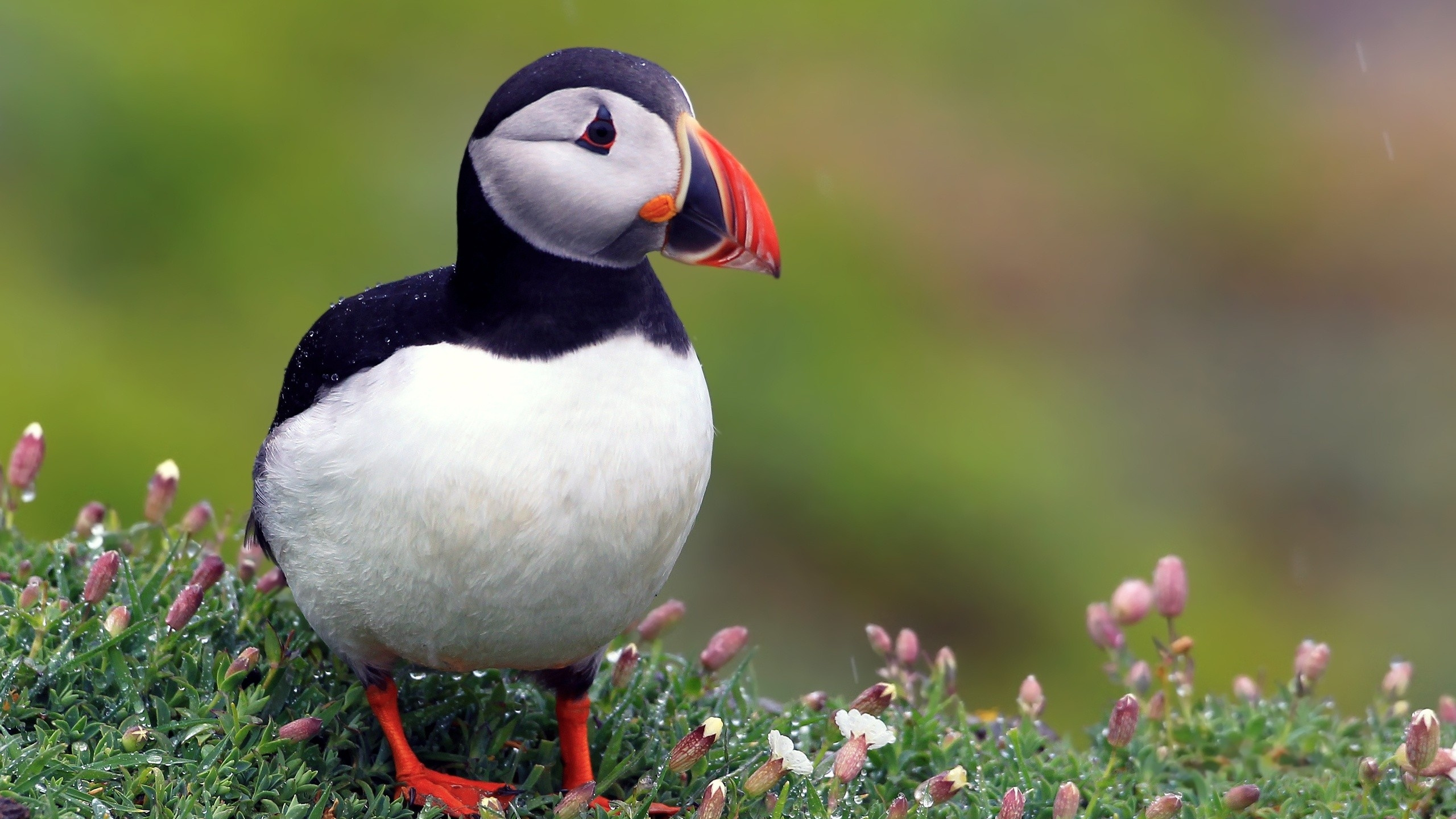 Обои Атлантический Буревестник, морская птица, птица, клюв, ржанкообразные в разрешении 2560x1440