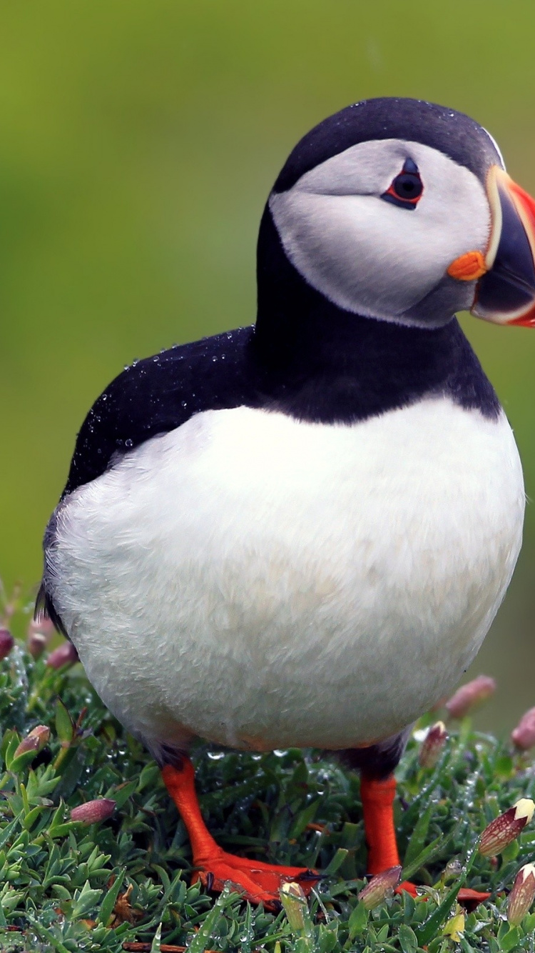 Обои Атлантический Буревестник, морская птица, птица, клюв, ржанкообразные в разрешении 750x1334