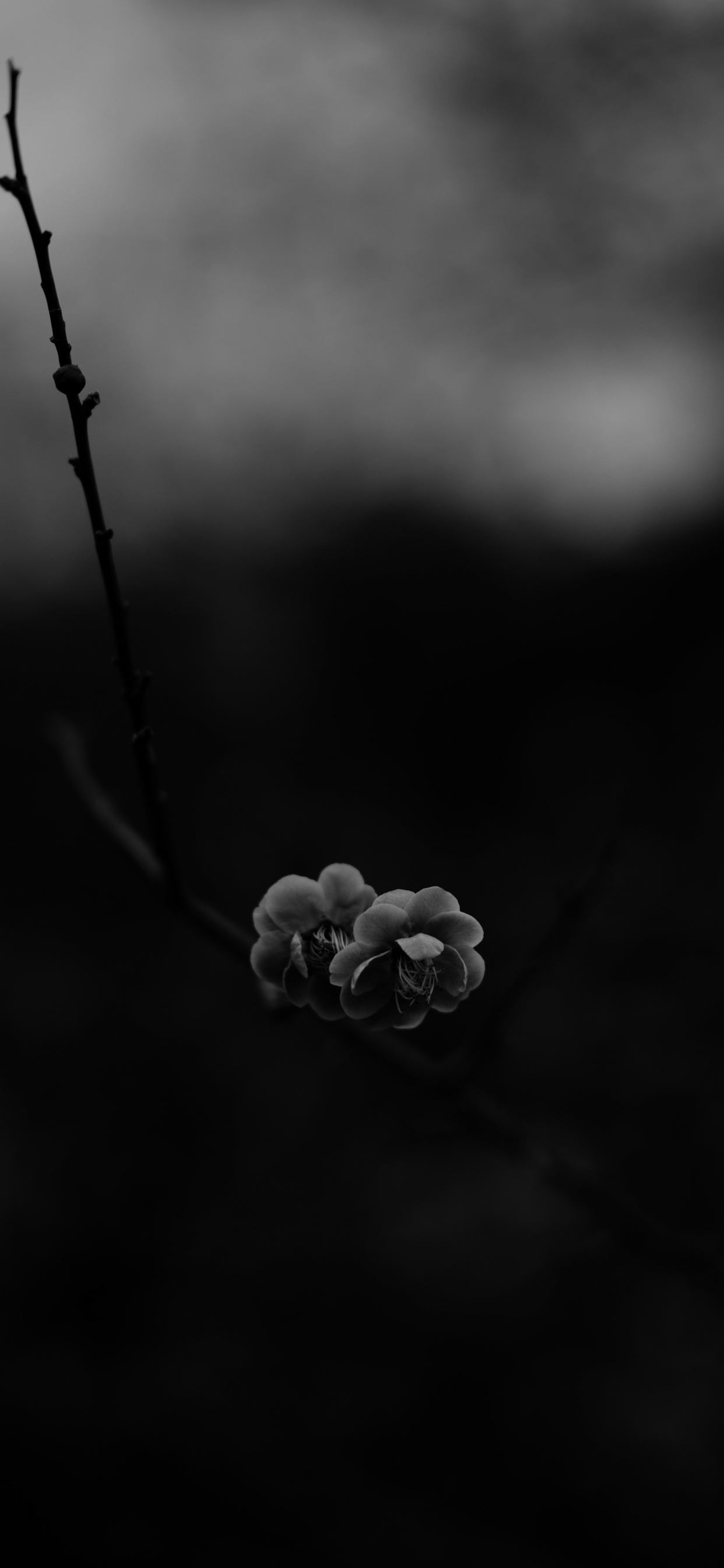 Обои черный и белый, цветок, черный, природа, монохромный в разрешении 1242x2688