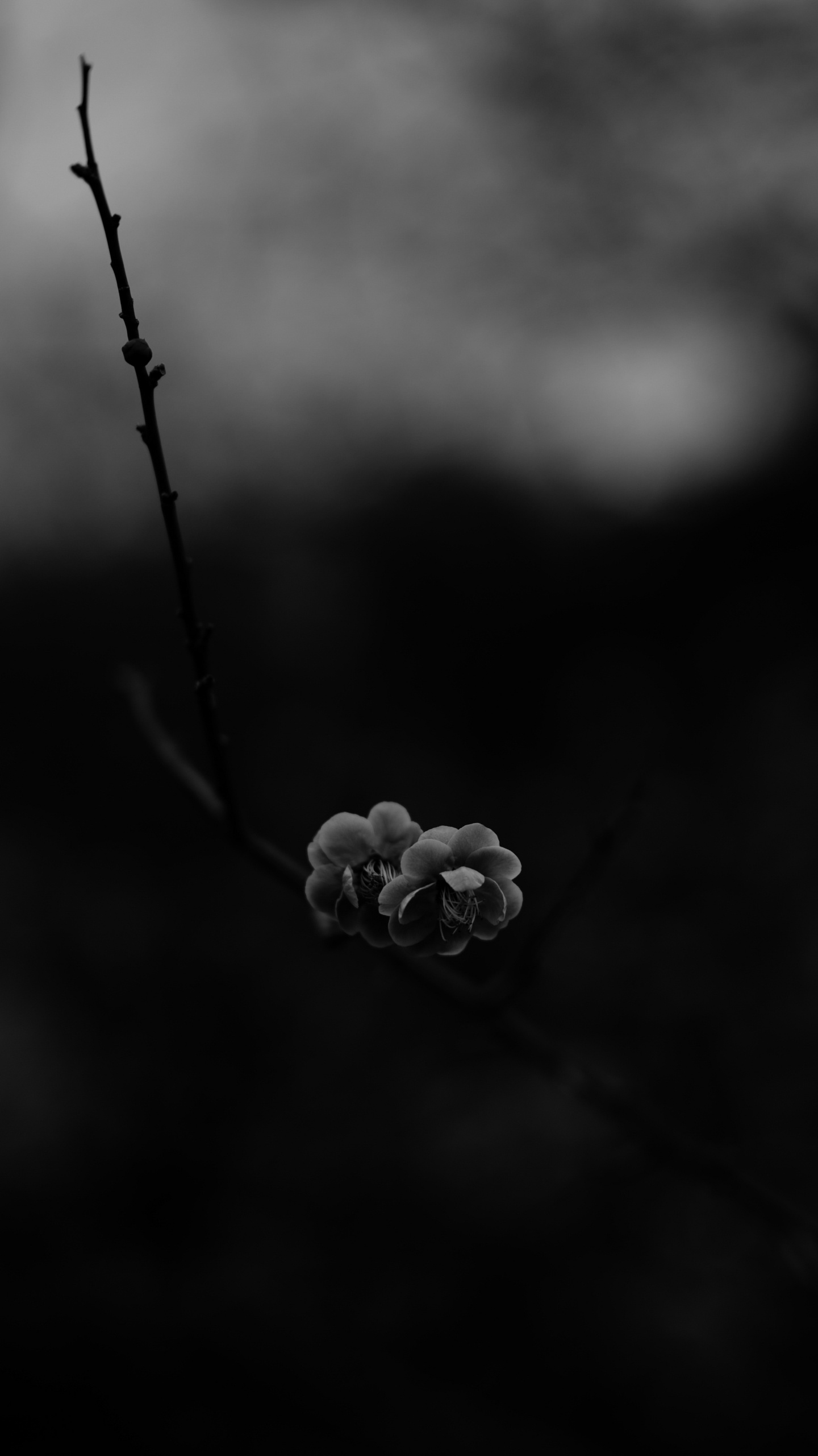 Обои черный и белый, цветок, черный, природа, монохромный в разрешении 1440x2560