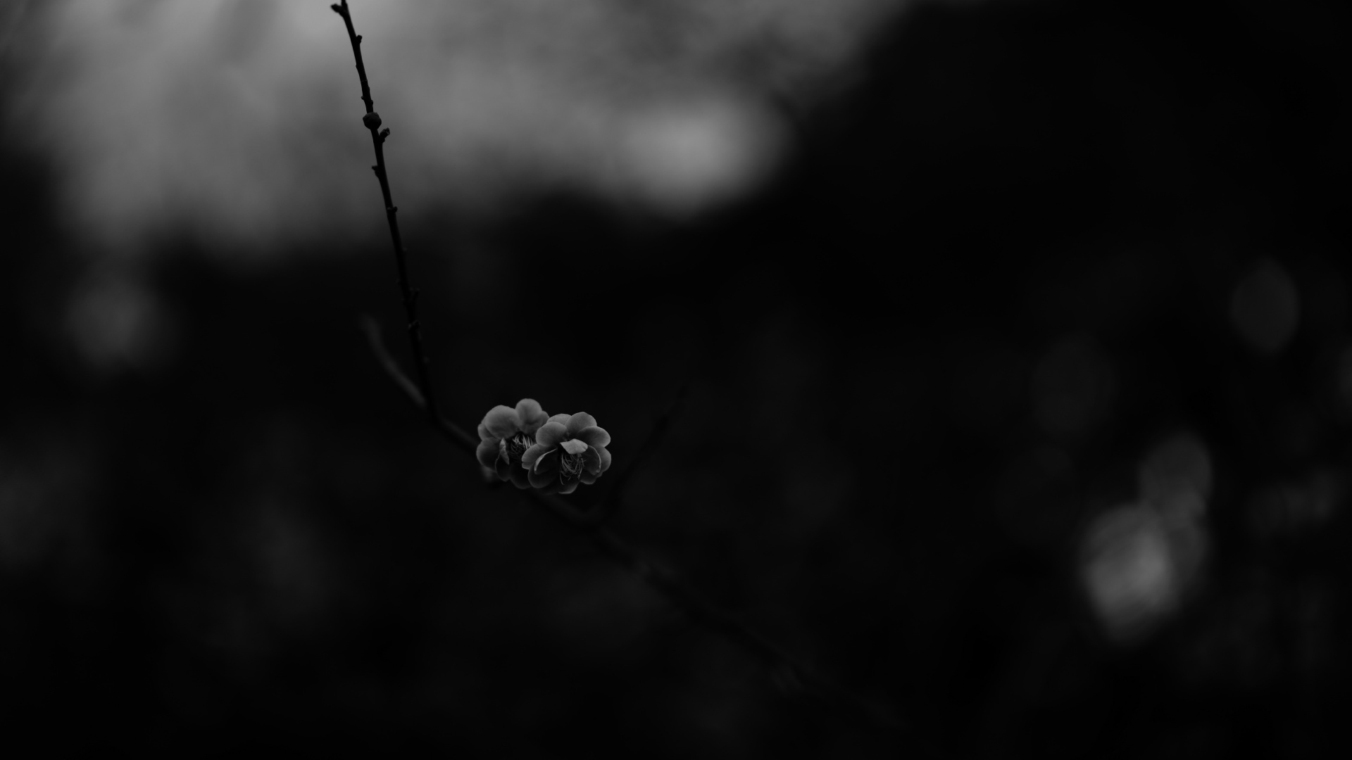 Обои черный и белый, цветок, черный, природа, монохромный в разрешении 1920x1080