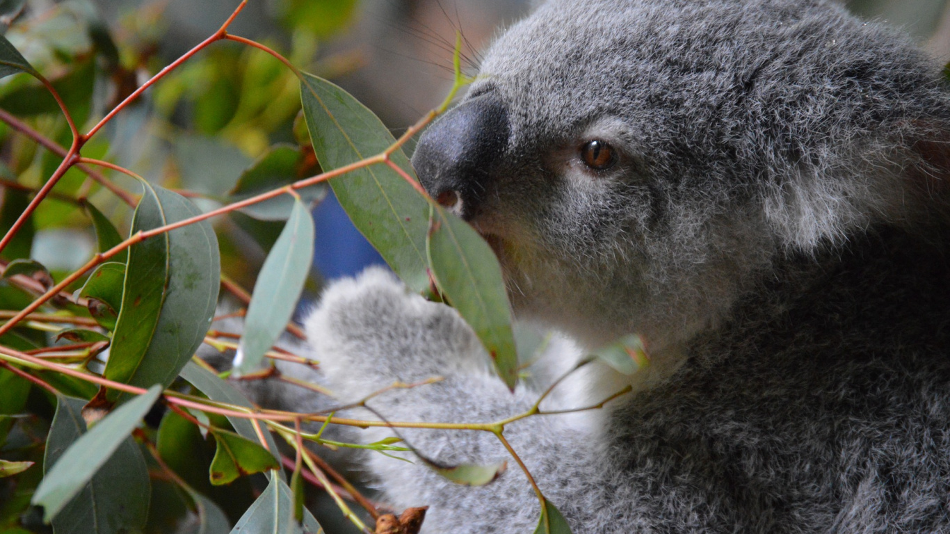 Обои Австралийский Зоопарк, Коала, морда, сумчатое животное, наземные животные в разрешении 1366x768