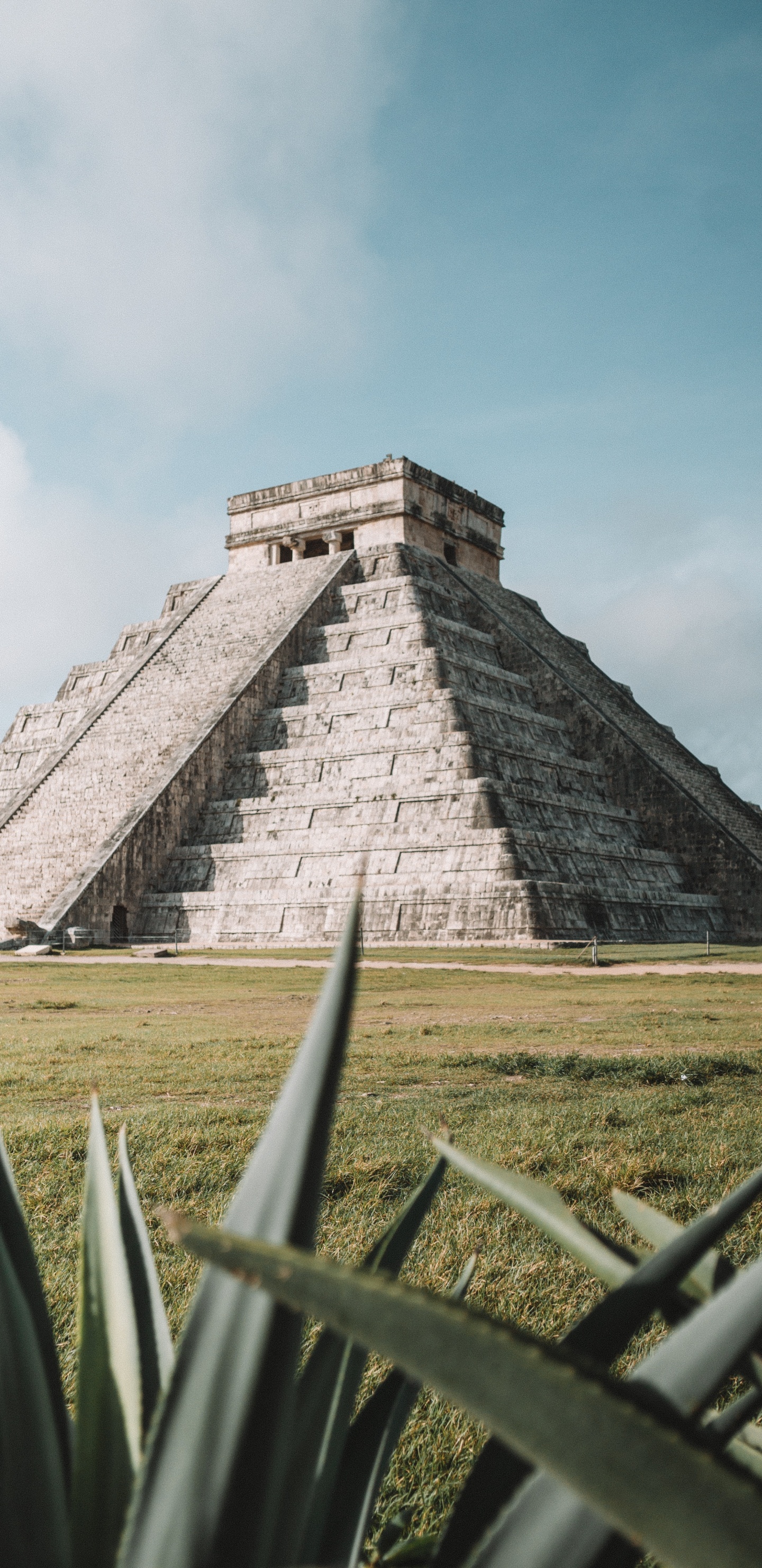 Обои семейство травы, архитектура, археологический памятник, развалины, агава в разрешении 1440x2960