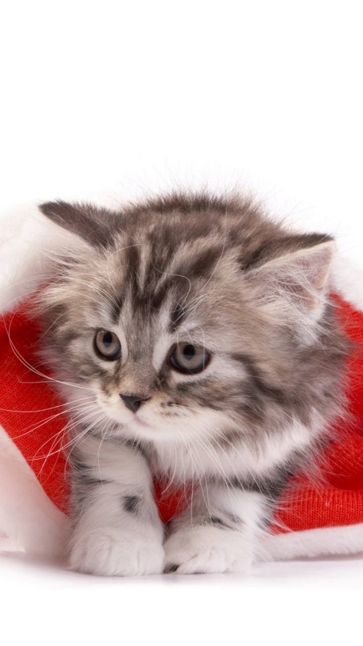 Обои котенок, кот, Рождественский день, кошачьих, бакенбарды в разрешении 720x1280