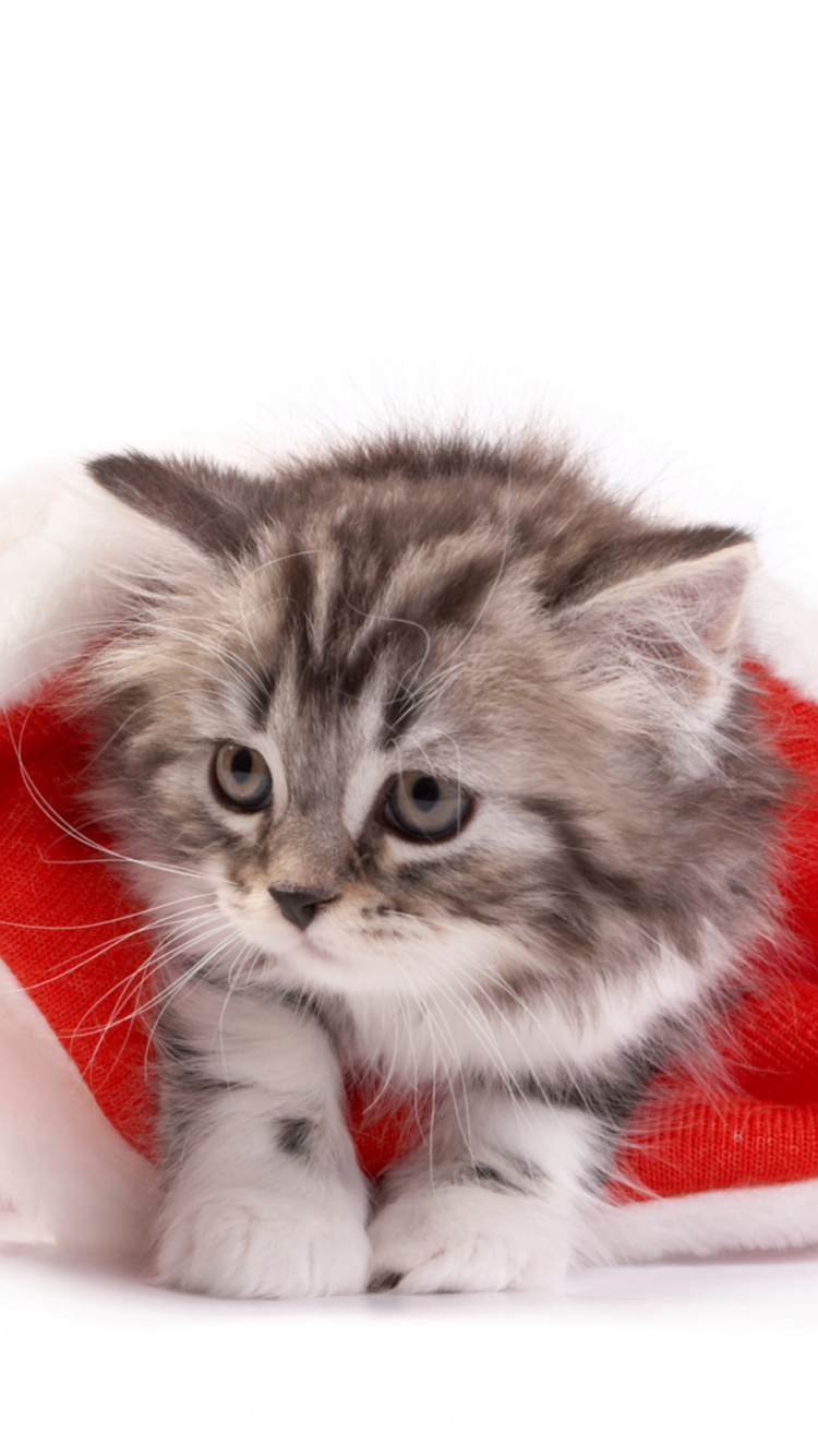 Обои котенок, кот, Рождественский день, кошачьих, бакенбарды в разрешении 750x1334