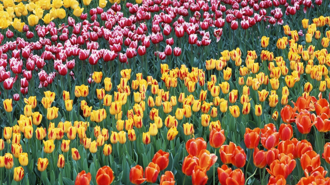 Обои цветковое растение, растение, лепесток, весна, Ботанический сад в разрешении 1280x720