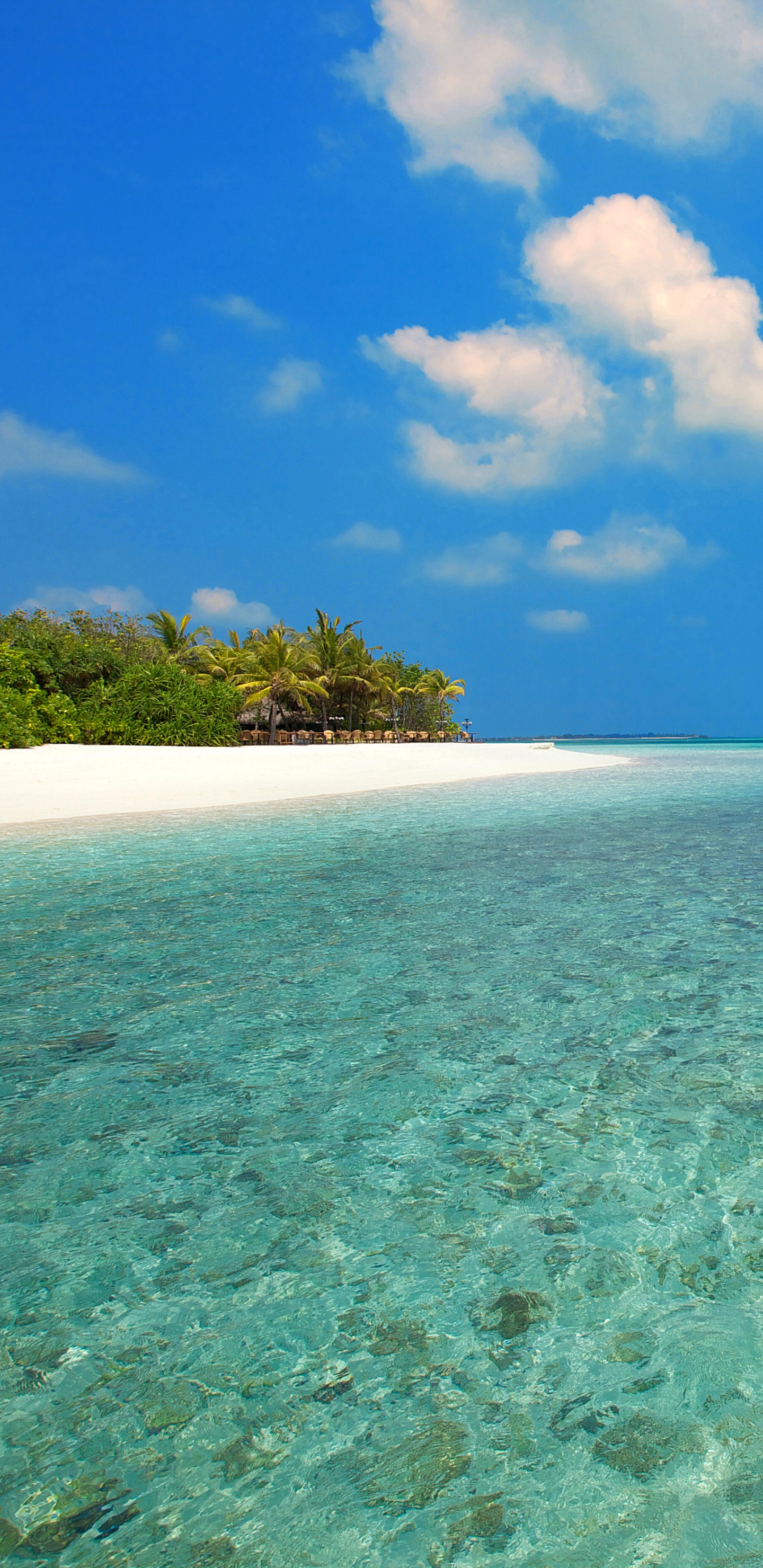 Обои пляж, море, Мальдивы, побережье, прибрежные и океанические рельефы в разрешении 1440x2960