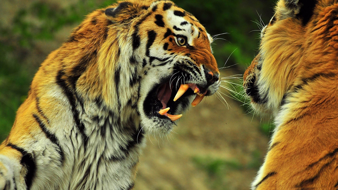 Обои тигр, кот, Лев, большая кошка, живая природа в разрешении 1280x720