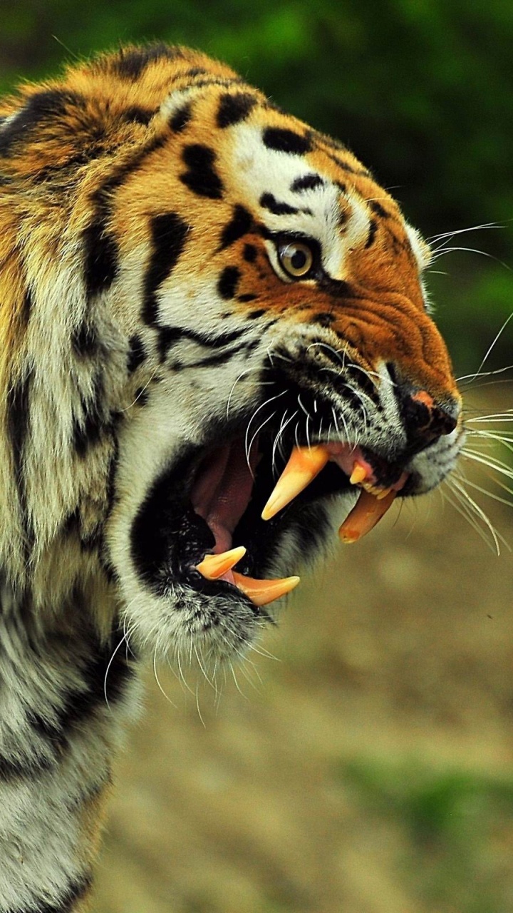 Обои тигр, кот, Лев, большая кошка, живая природа в разрешении 720x1280