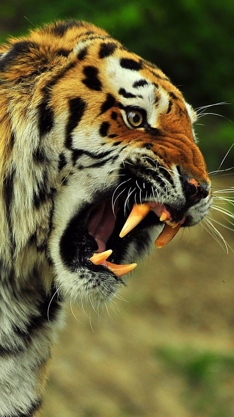 Обои тигр, кот, Лев, большая кошка, живая природа в разрешении 750x1334