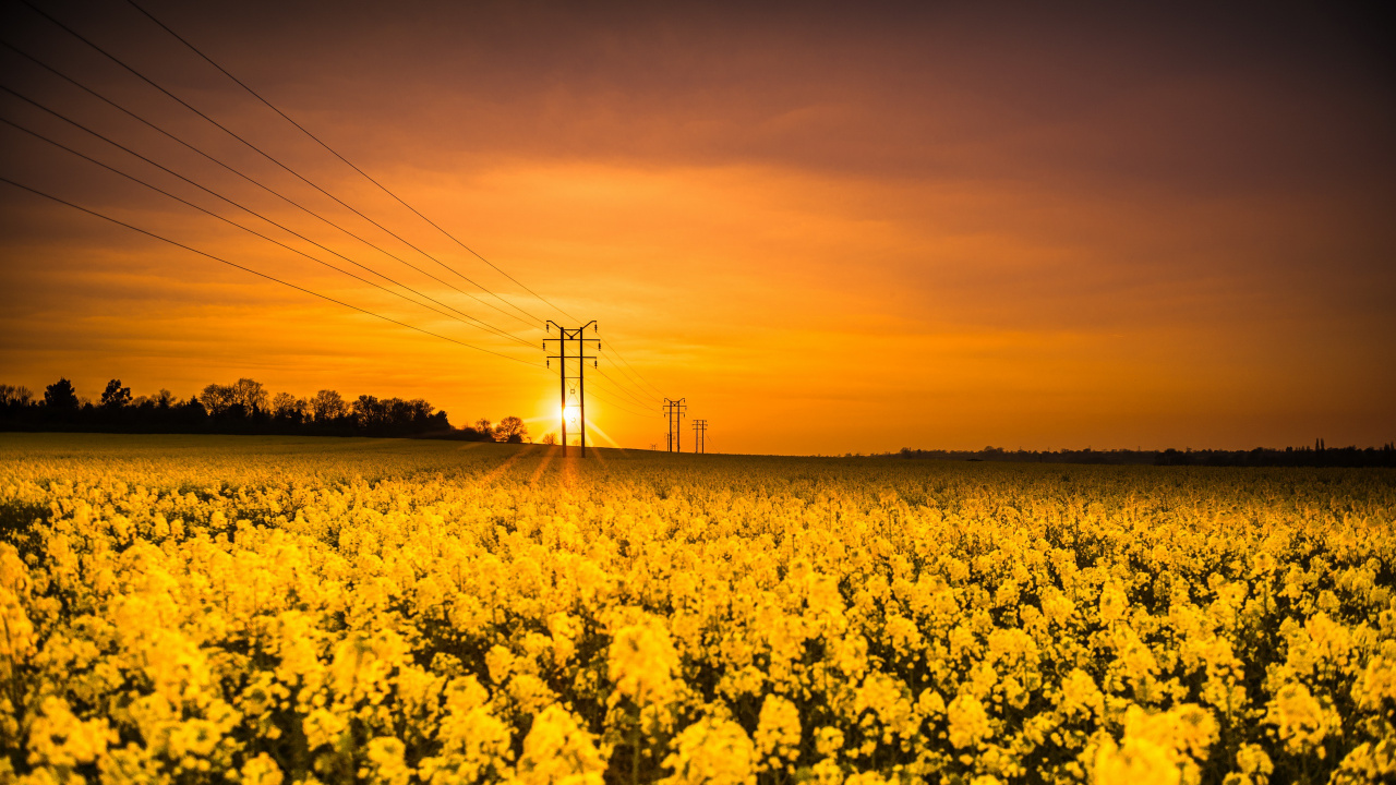 Обои поле, желтый, расповое, природа, рапс в разрешении 1280x720