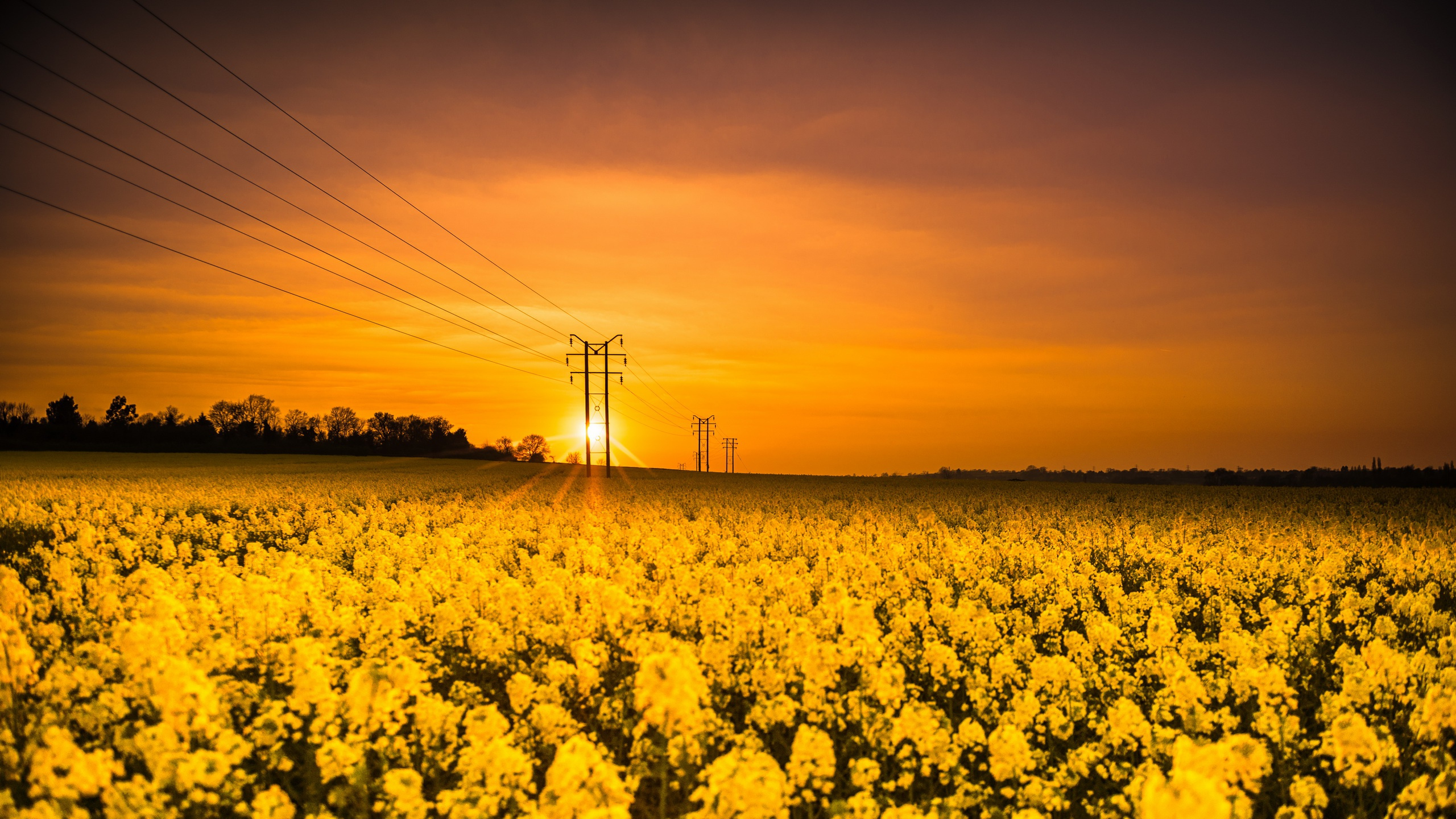 Обои поле, желтый, расповое, природа, рапс в разрешении 2560x1440