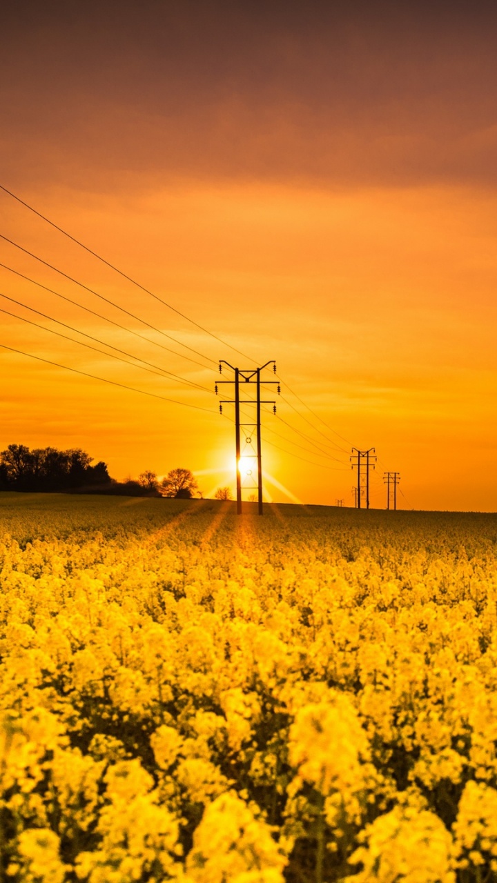 Обои поле, желтый, расповое, природа, рапс в разрешении 720x1280