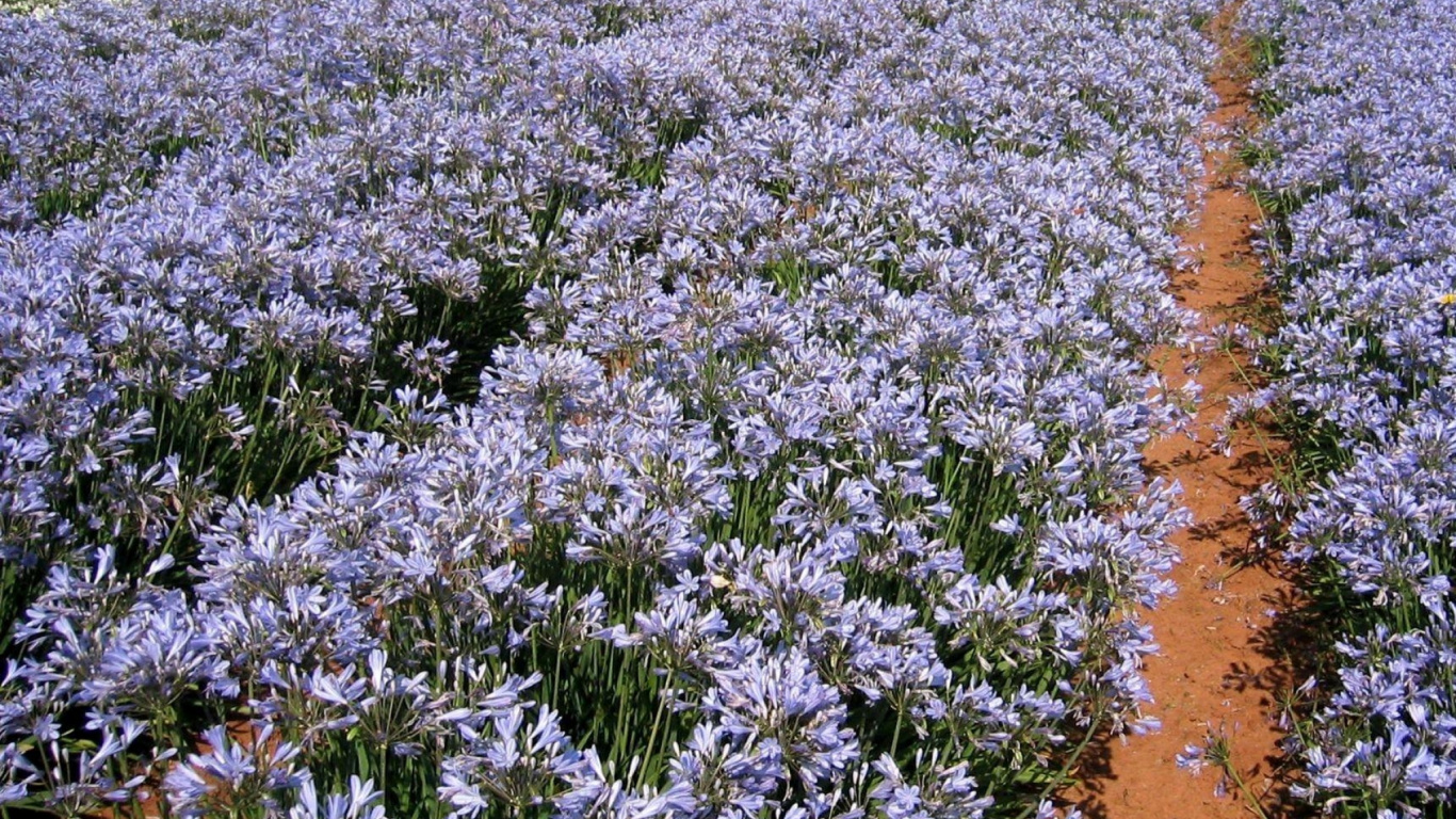 Обои английский лаванды, цветковое растение, растение, почвопокровная, весна в разрешении 1366x768
