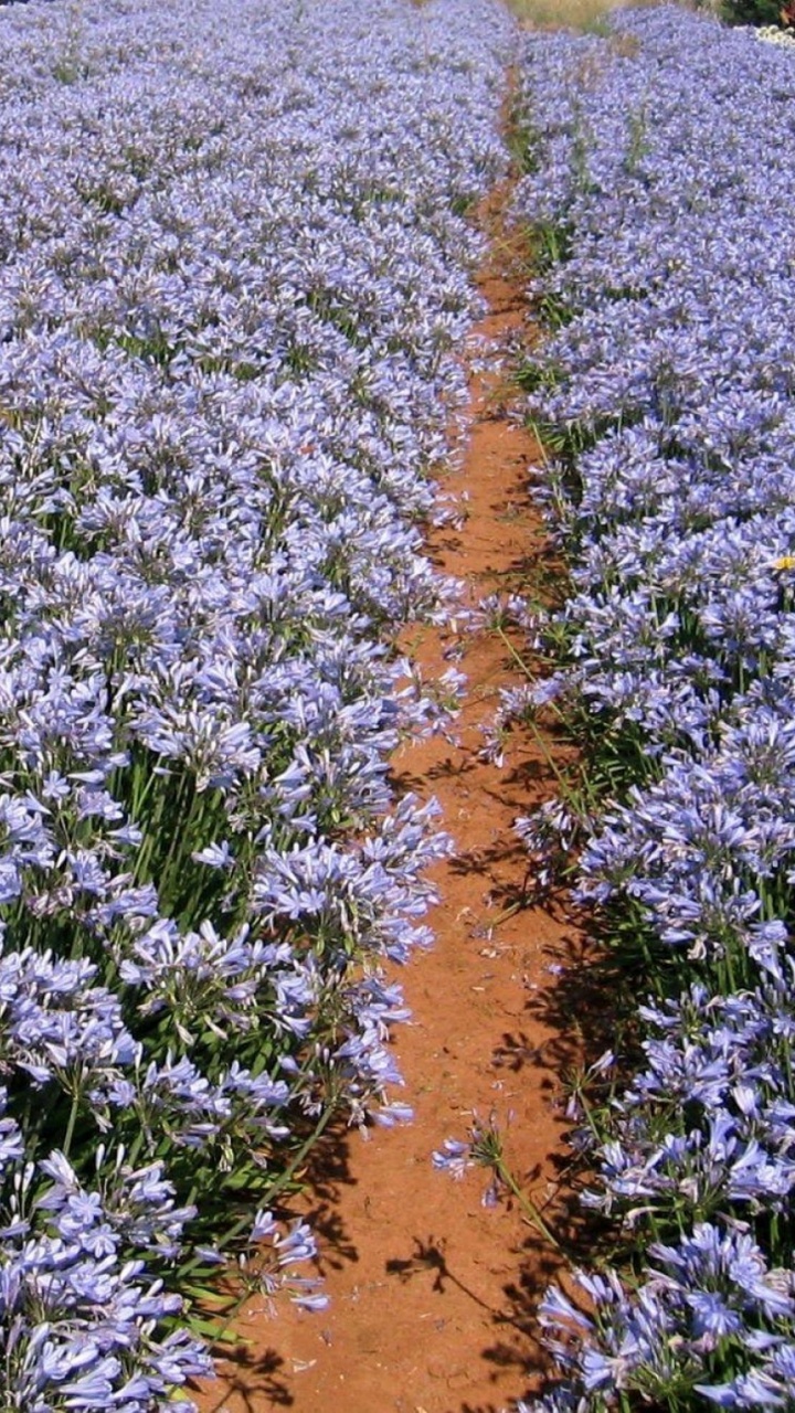 Обои английский лаванды, цветковое растение, растение, почвопокровная, весна в разрешении 720x1280