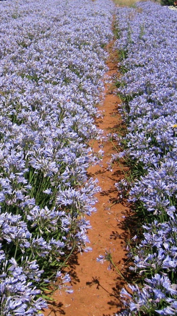 Обои английский лаванды, цветковое растение, растение, почвопокровная, весна в разрешении 750x1334