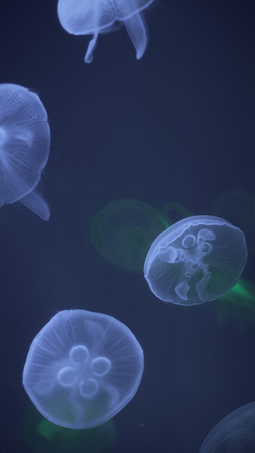 Обои Медуза, cnidaria, голубая медуза, вода, Пелагия noctiluca в разрешении 1080x1920