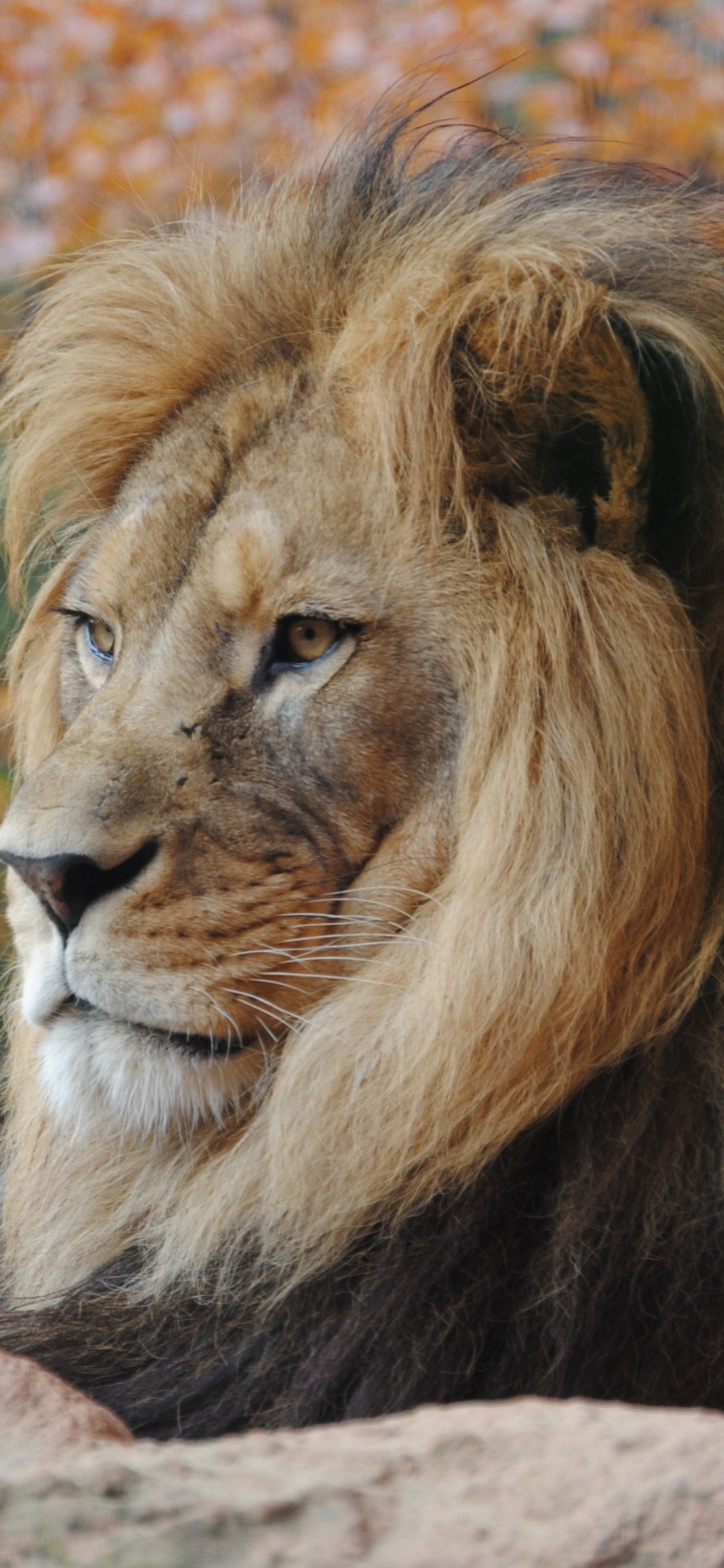 Обои Лев, живая природа, волосы, масаи Лев, наземные животные в разрешении 1125x2436