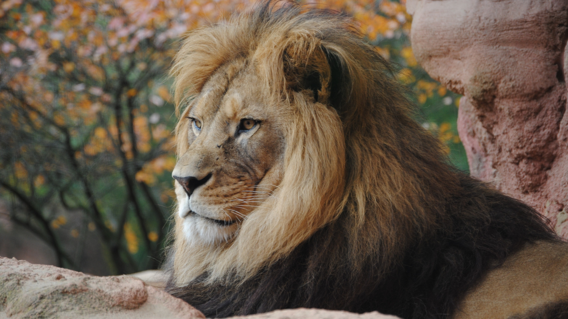 Обои Лев, живая природа, волосы, масаи Лев, наземные животные в разрешении 1920x1080