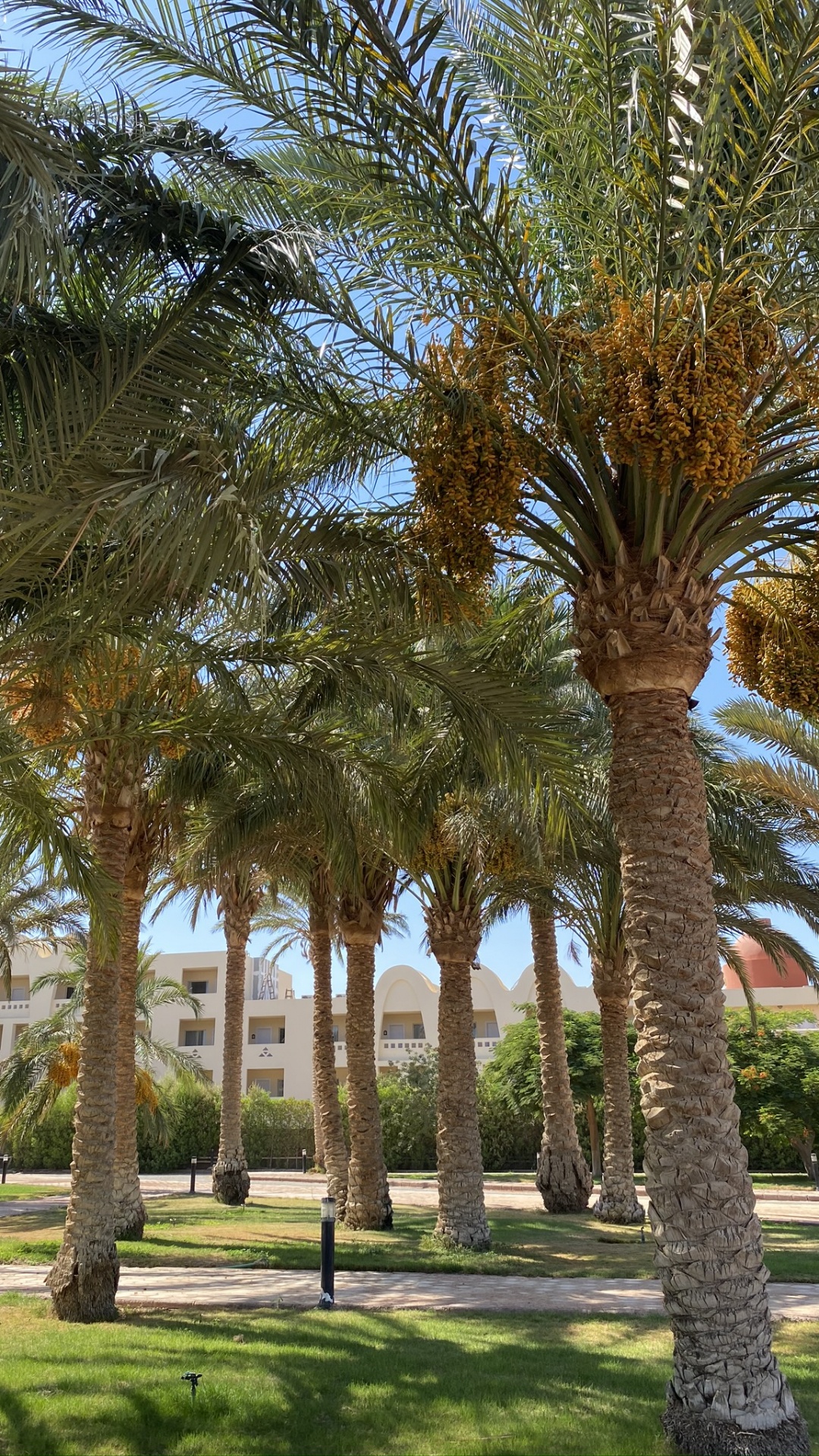 Обои финиковая пальма, Масло пальмы, Бабассу, растение, дерево в разрешении 1080x1920