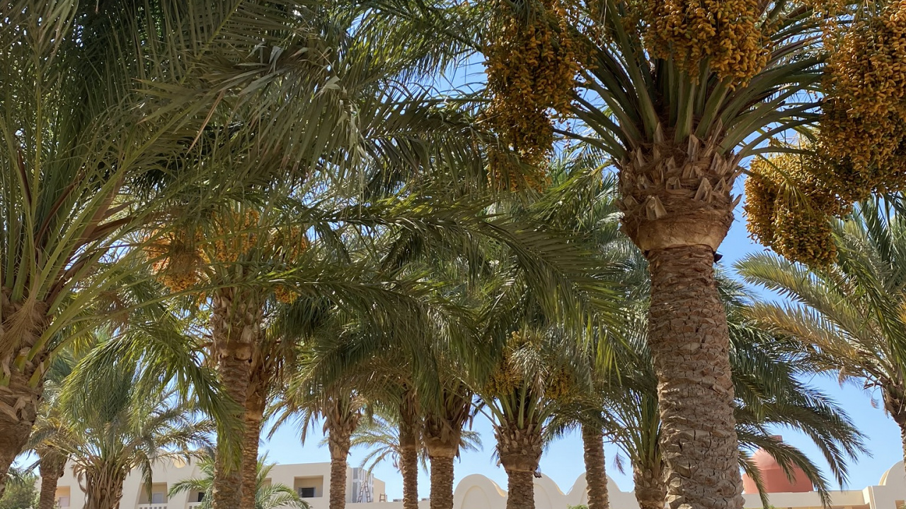 Обои финиковая пальма, Масло пальмы, Бабассу, растение, дерево в разрешении 1280x720